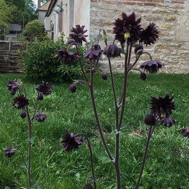 ANCOLIE ‘BLACK BARLOW’ (Aquilegia vulgaris ‘Black Barlow’)