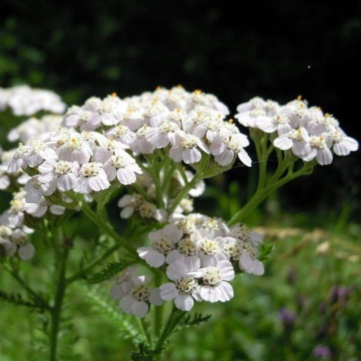 ACHILLEE PTARMICA Le Jardin Mellifere