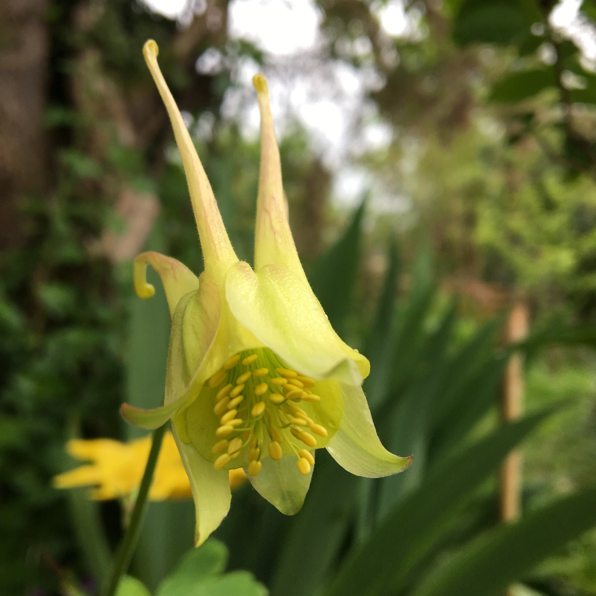 AQUILEGIA CHRYSANTHA YELLOW QUEEN Le Jardin Mellifere