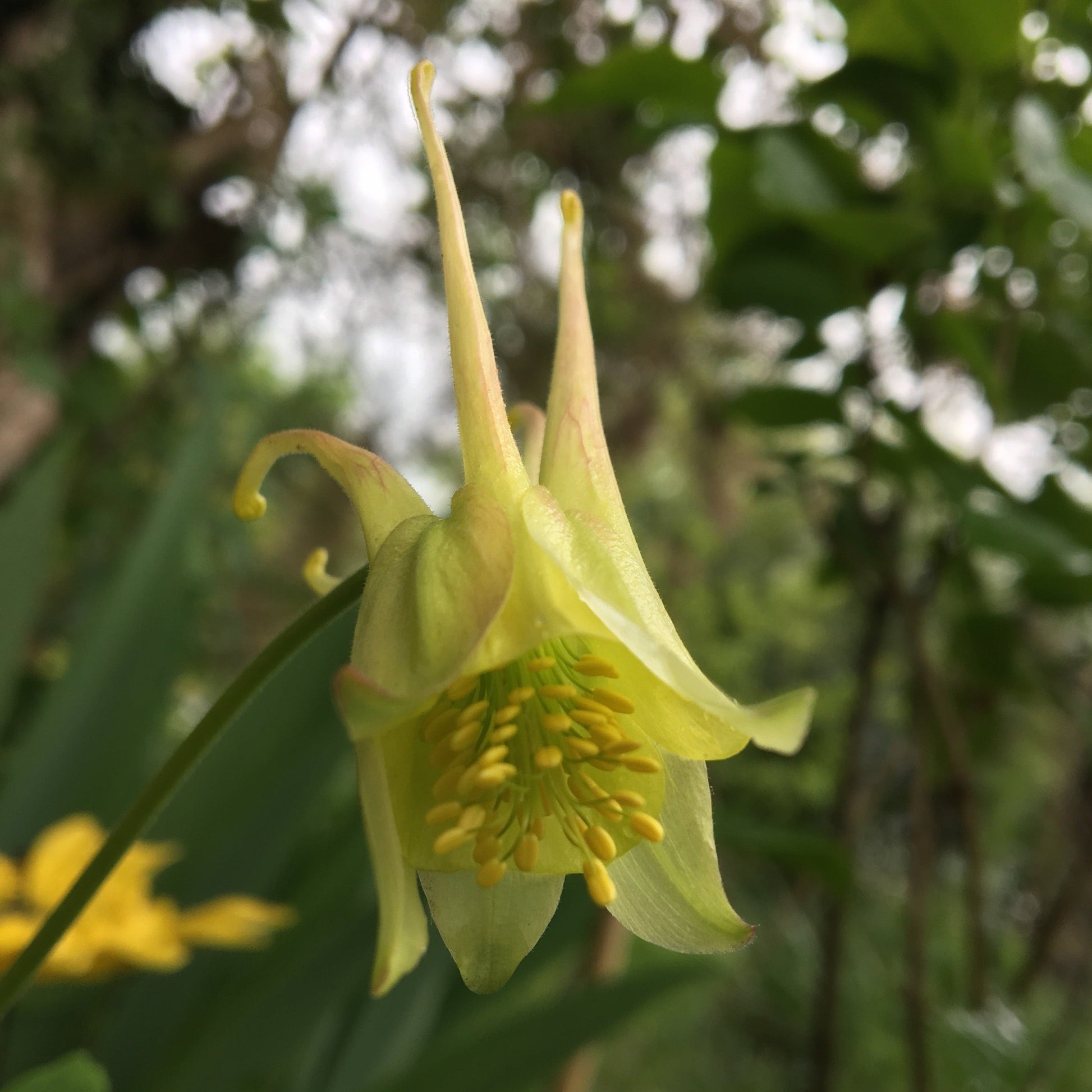 AQUILEGIA CHRYSANTHA YELLOW QUEEN Le Jardin Mellifere