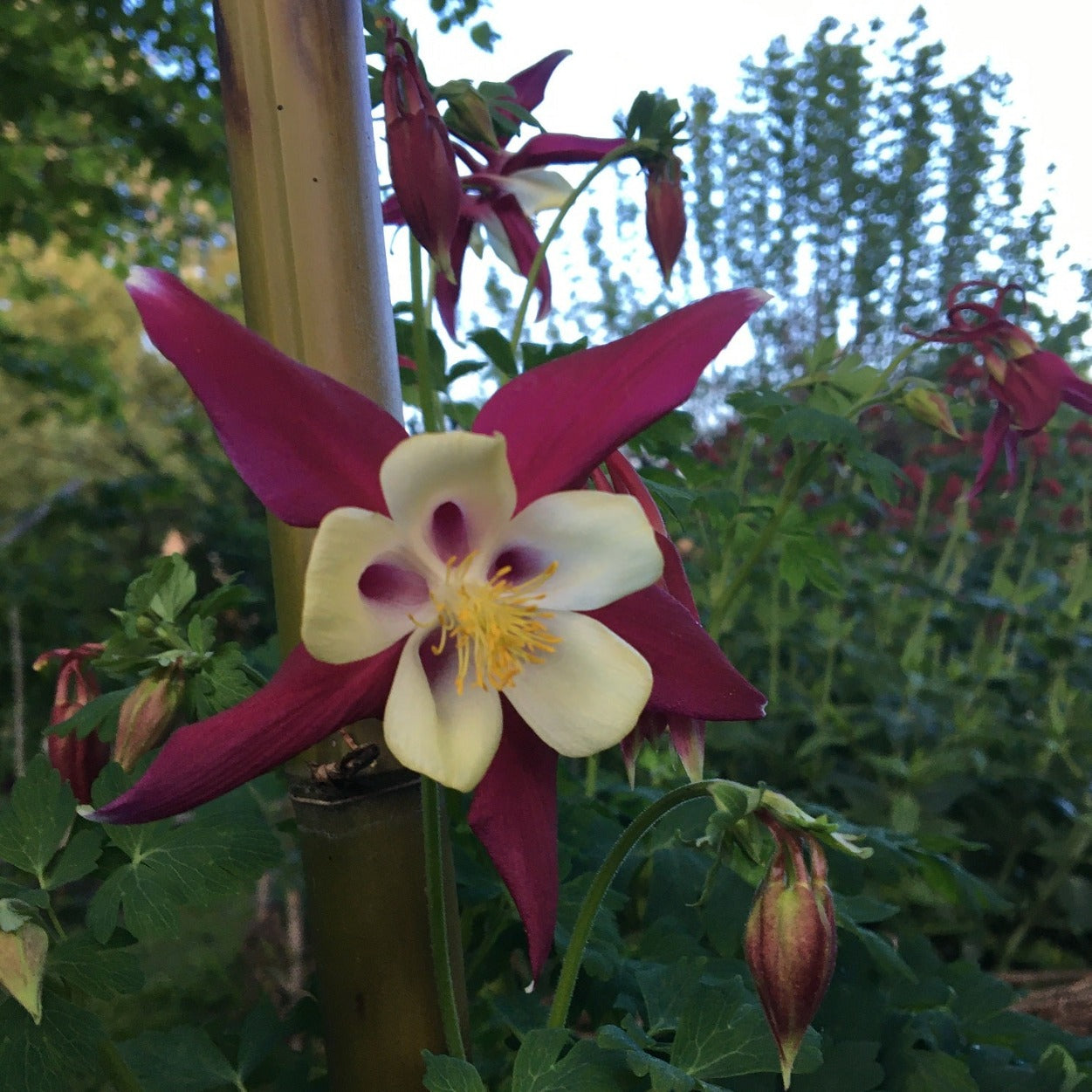 AQUILEGIA X HYBRIDA "RED STAR" Le Jardin Mellifere