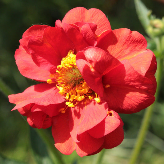 BENOITE FEUERBALL OU MRS BRADSHAW Le Jardin Mellifere