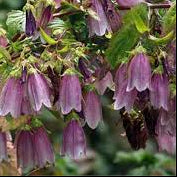 CAMPANULE TAKESIMANA "Elizabeth"