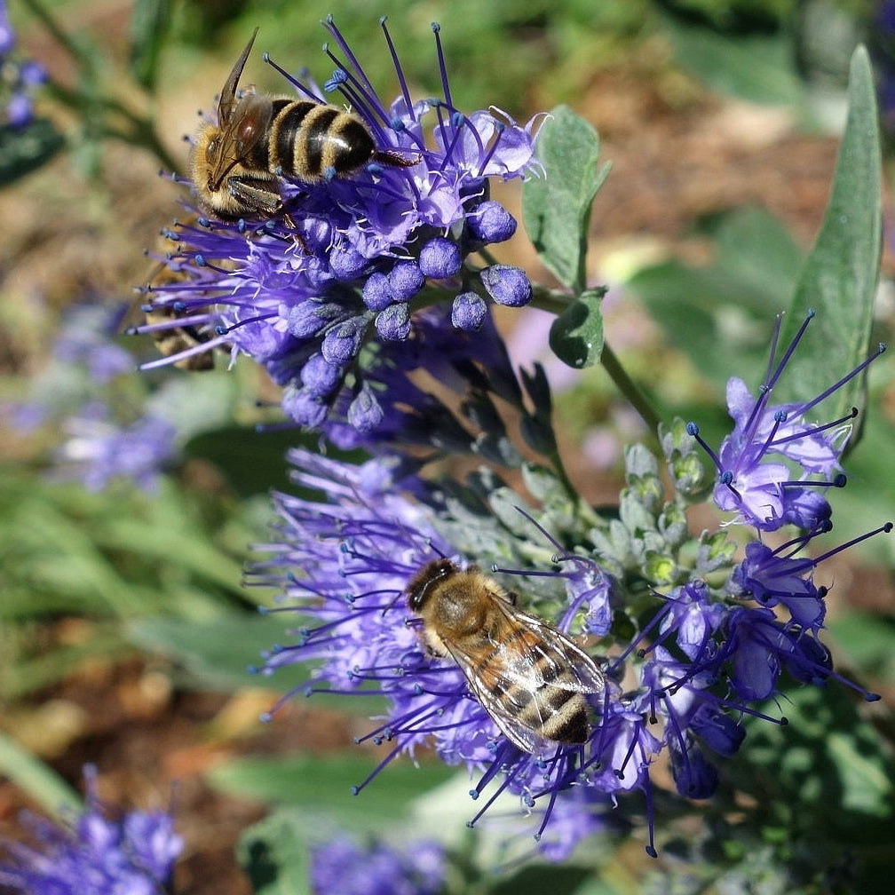 CARYOPTERIS CLANDONENSIS HEAVENLY BLUE