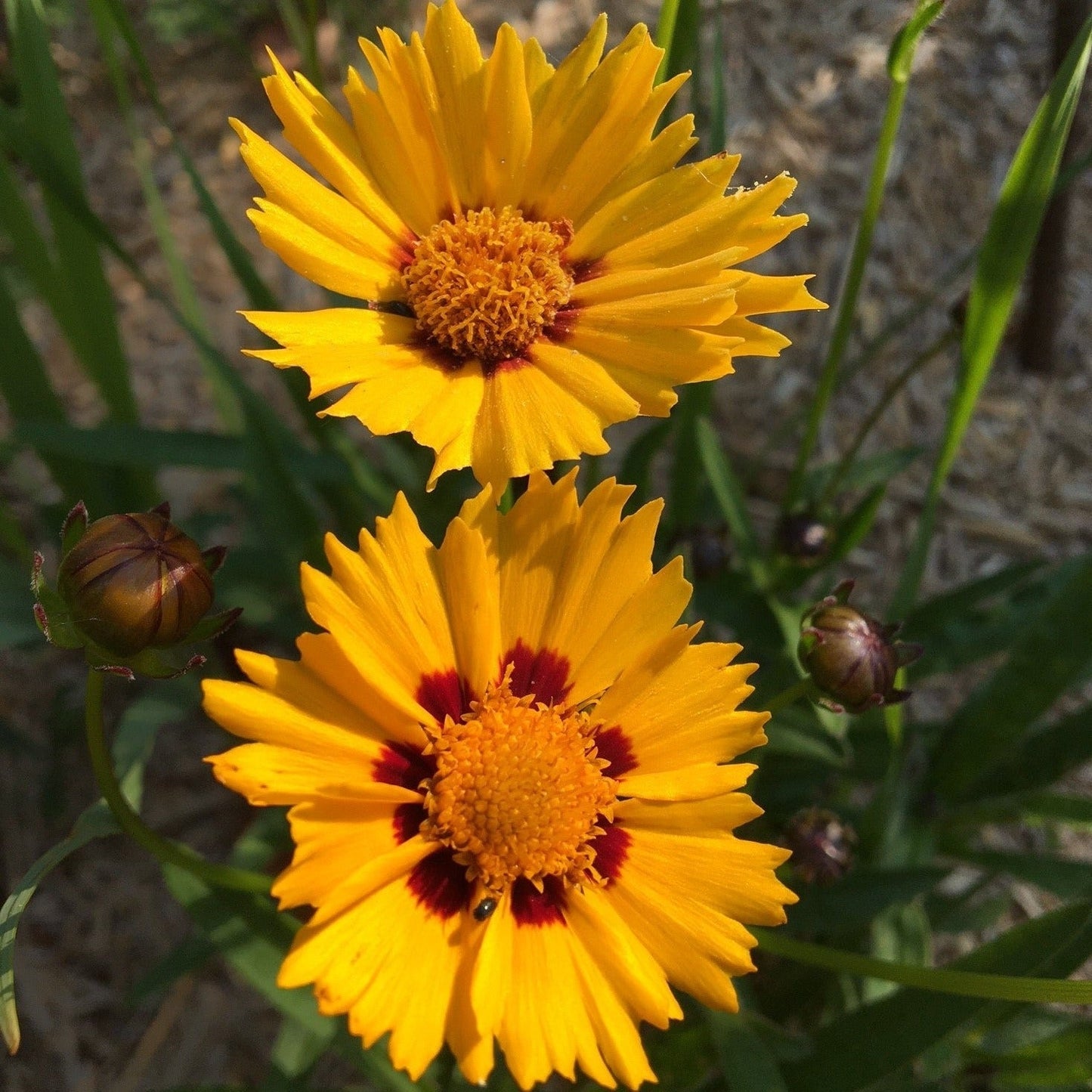 COREOPSIS GRANDIFLORA SUNFIRE Le Jardin Mellifere