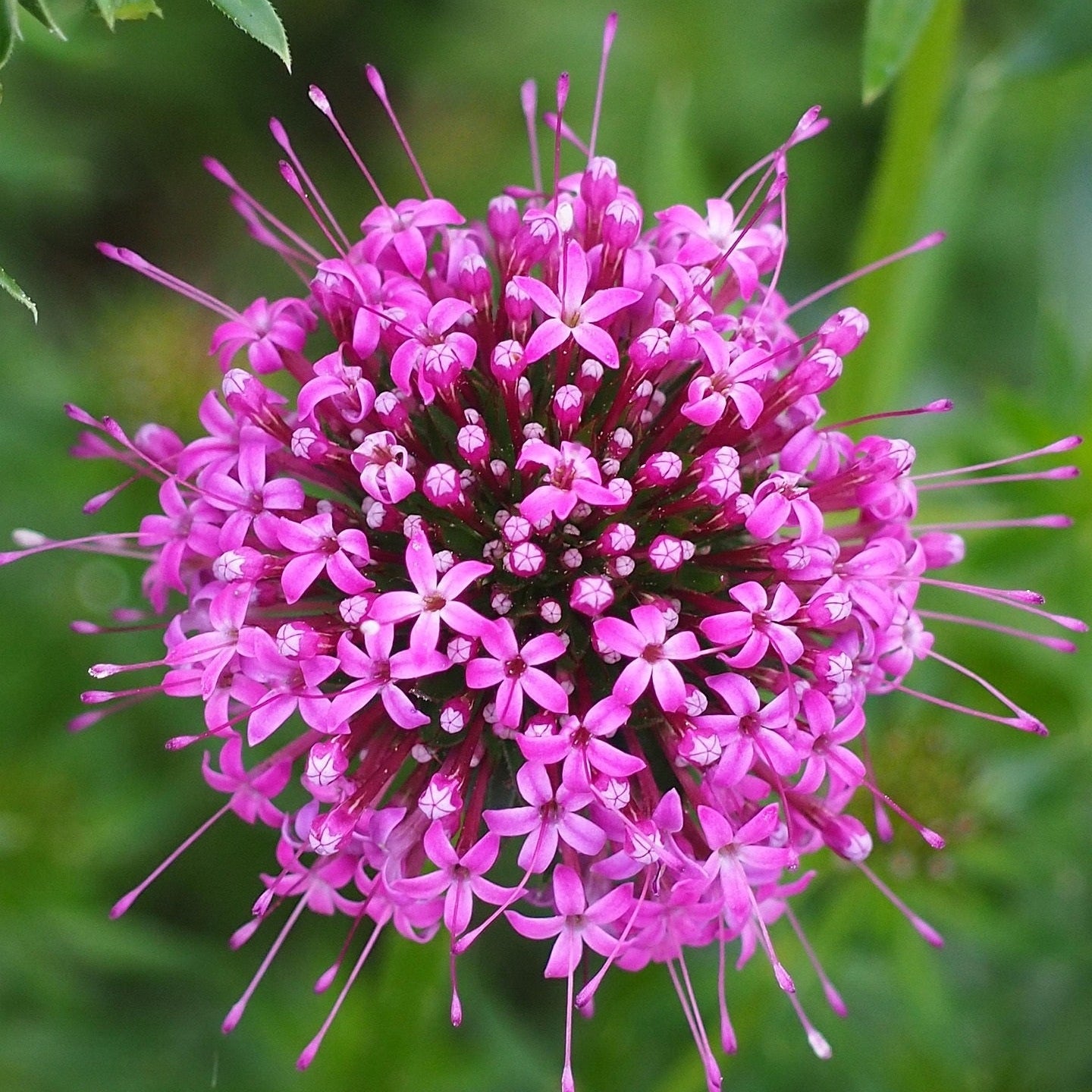 CRUCIANELLA  « PHUOPSIS STYLOSA »»