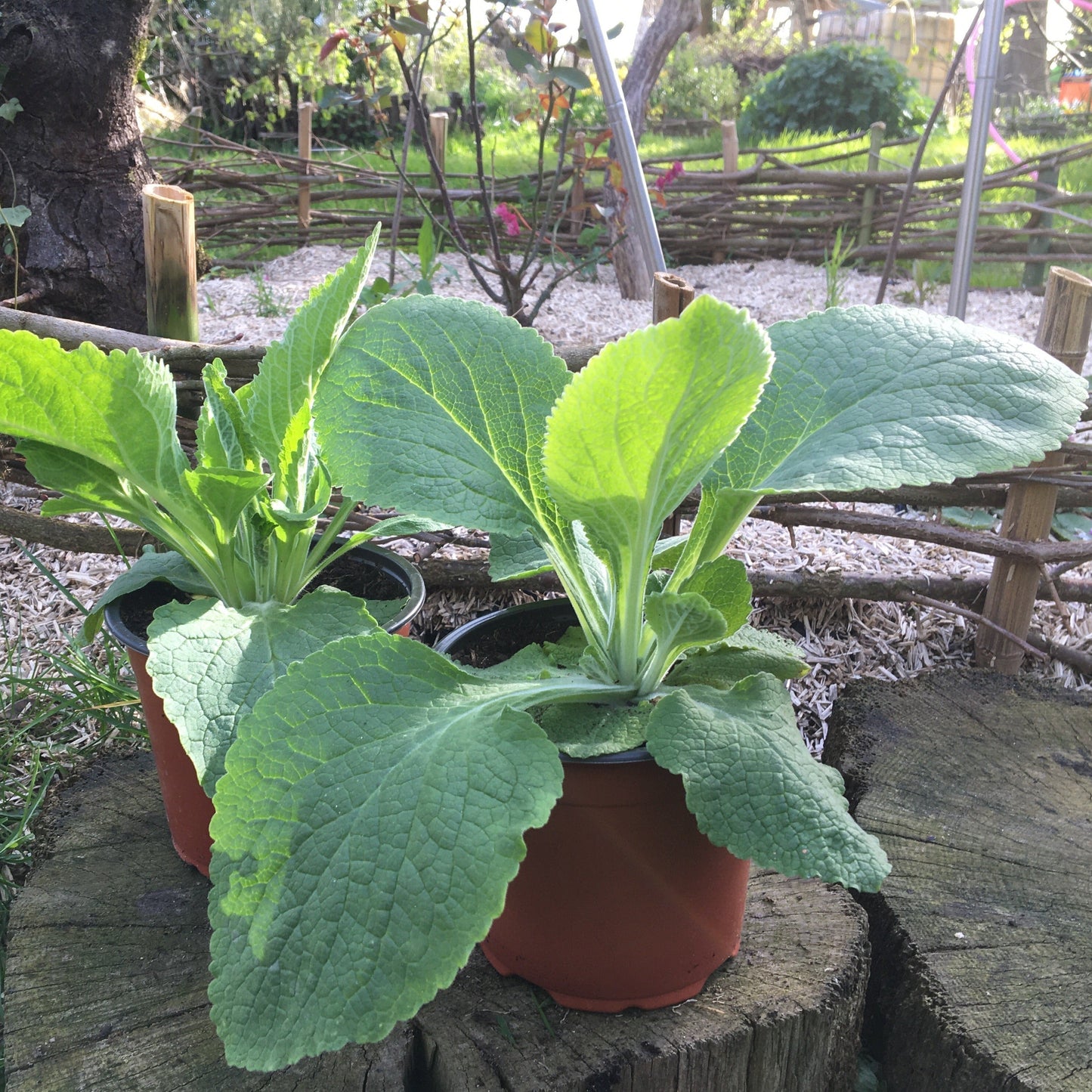 DIGITALE EN MELANGE Le Jardin Mellifere