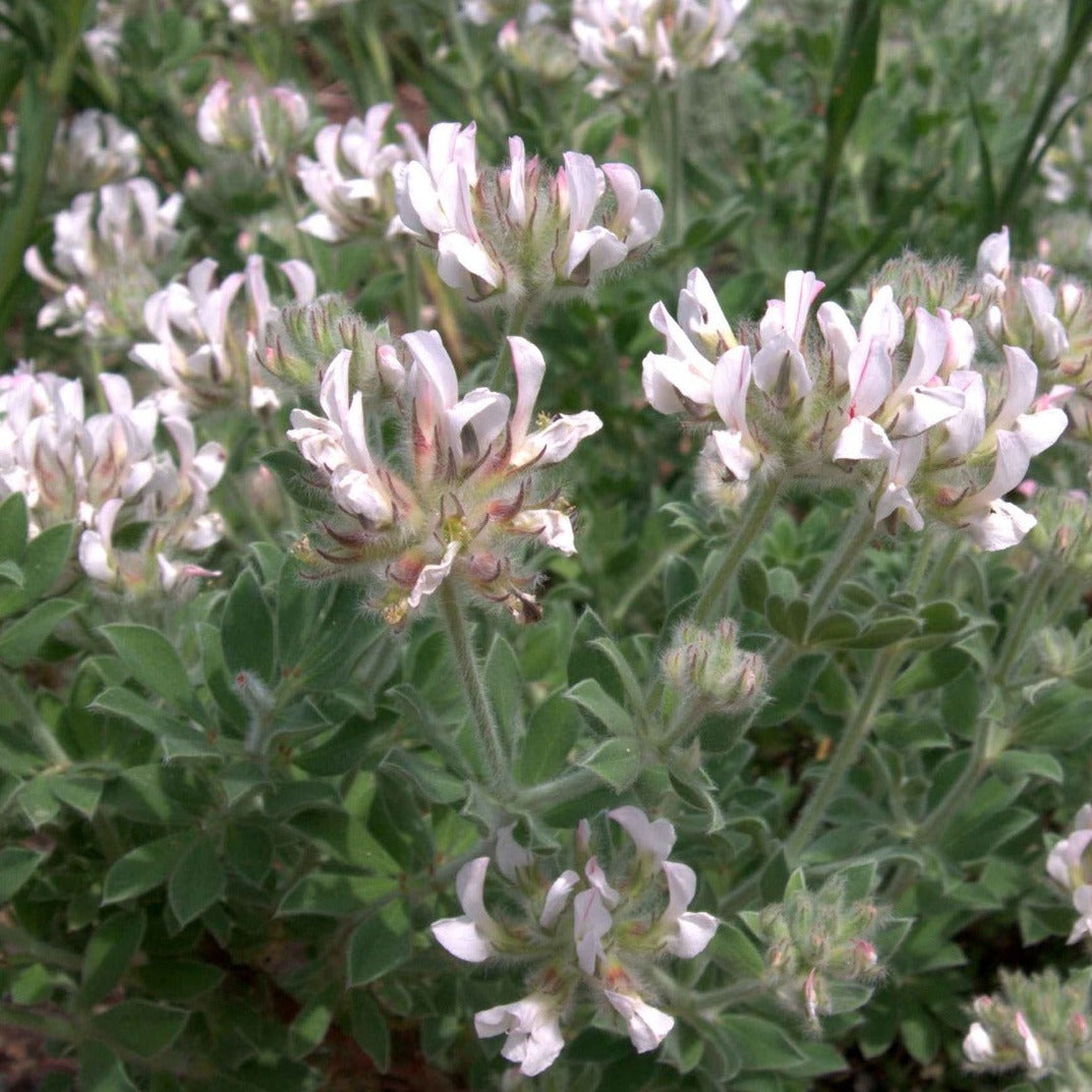 DORYCNIUM HIRSUTUM Le Jardin Mellifere