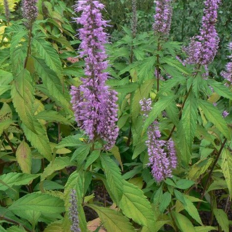ELSHOLTZIA STAUNTONII "Menthe en arbre" Le Jardin Mellifere