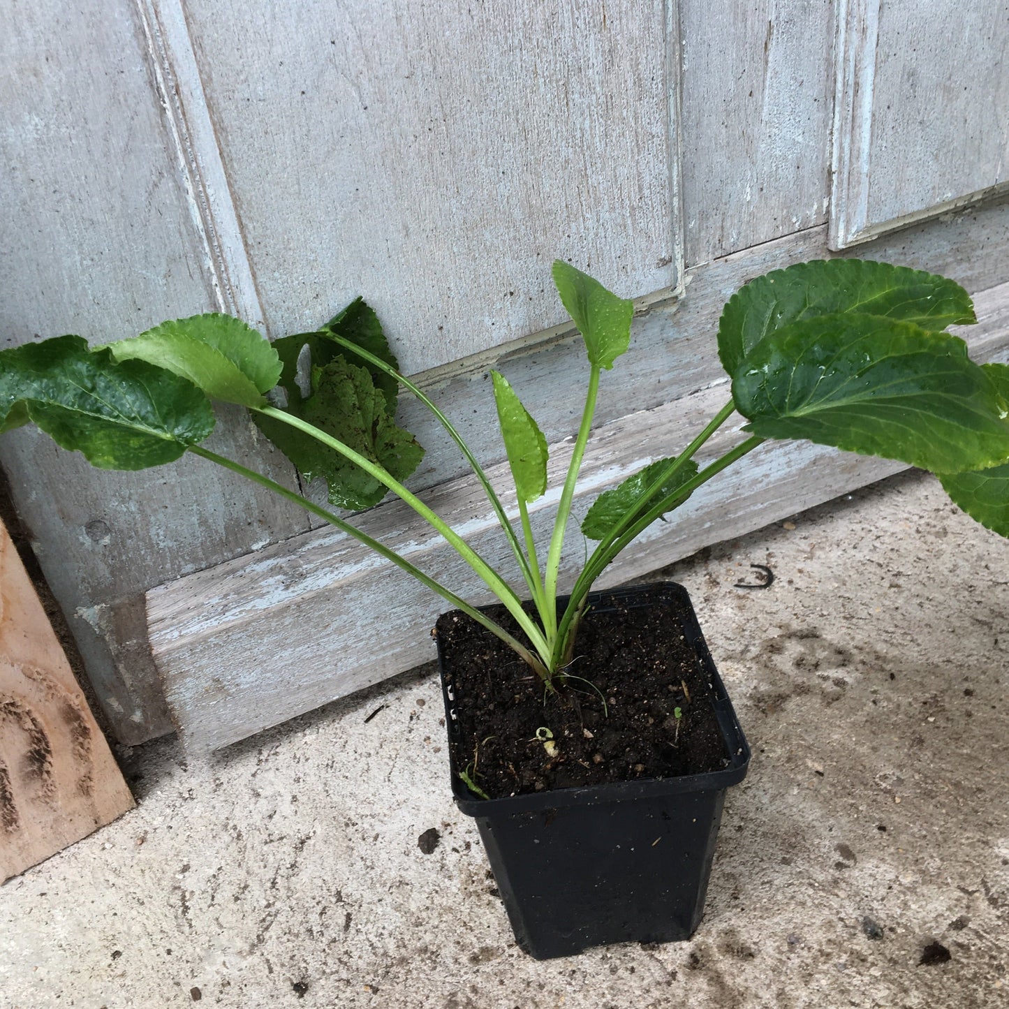 ERINGIUM PLANUM Le Jardin Mellifere