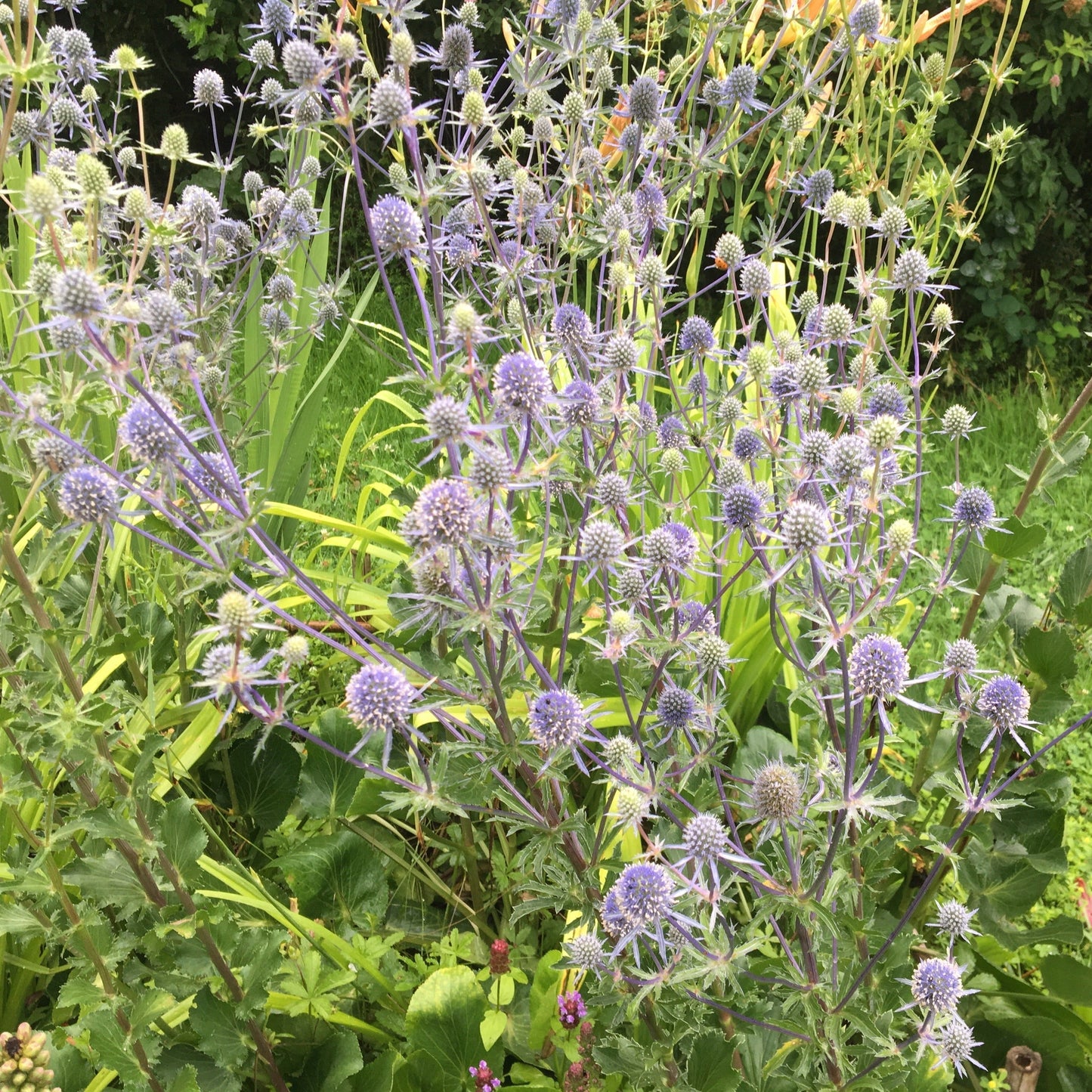 ERINGIUM PLANUM Le Jardin Mellifere