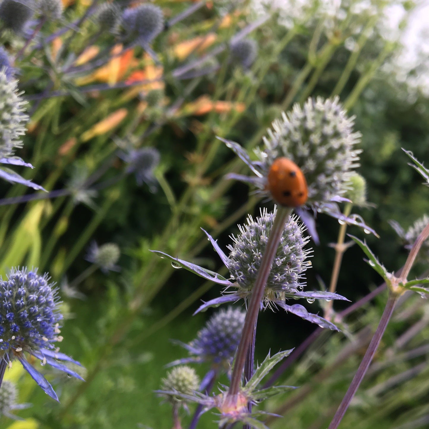 ERINGIUM PLANUM Le Jardin Mellifere