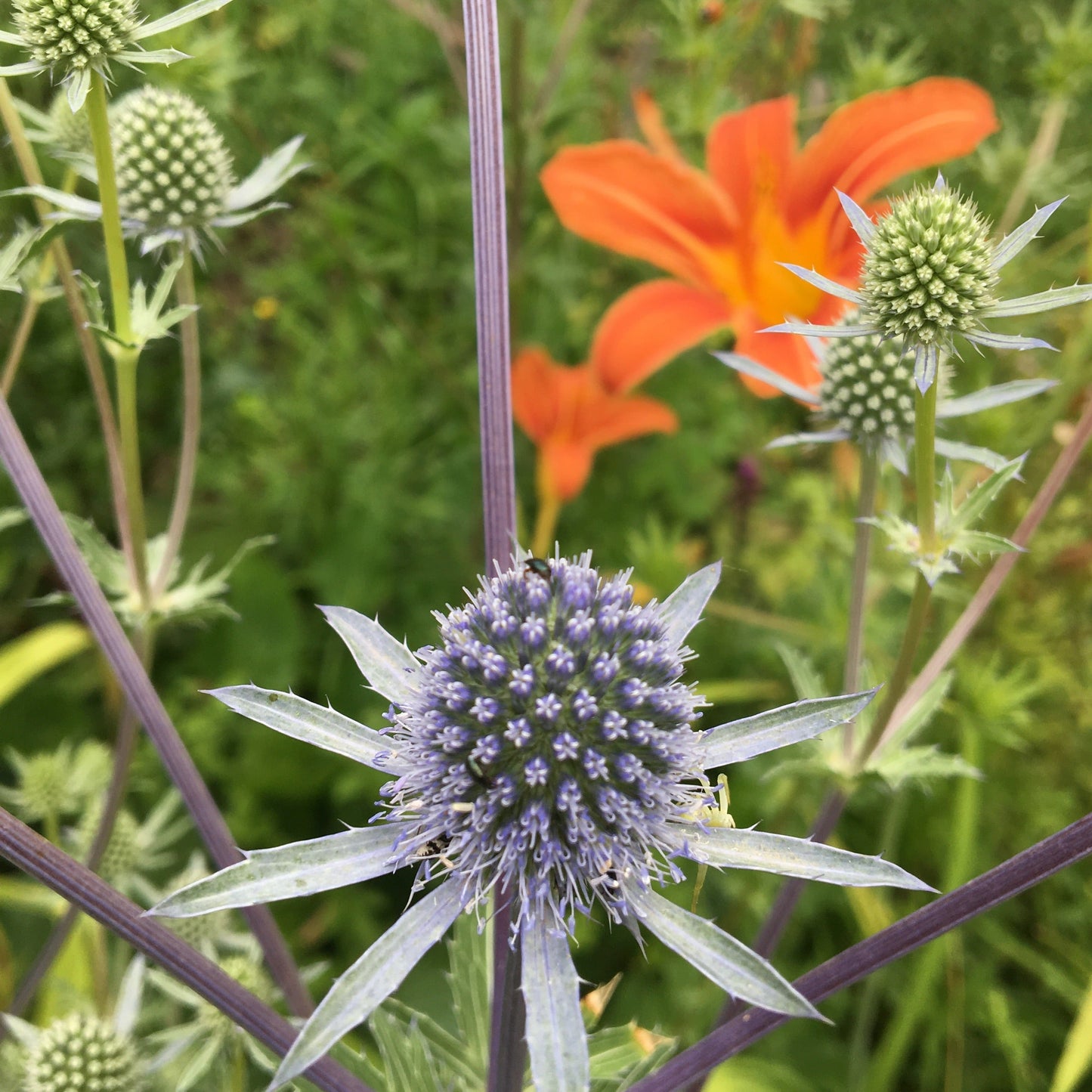ERINGIUM PLANUM Le Jardin Mellifere