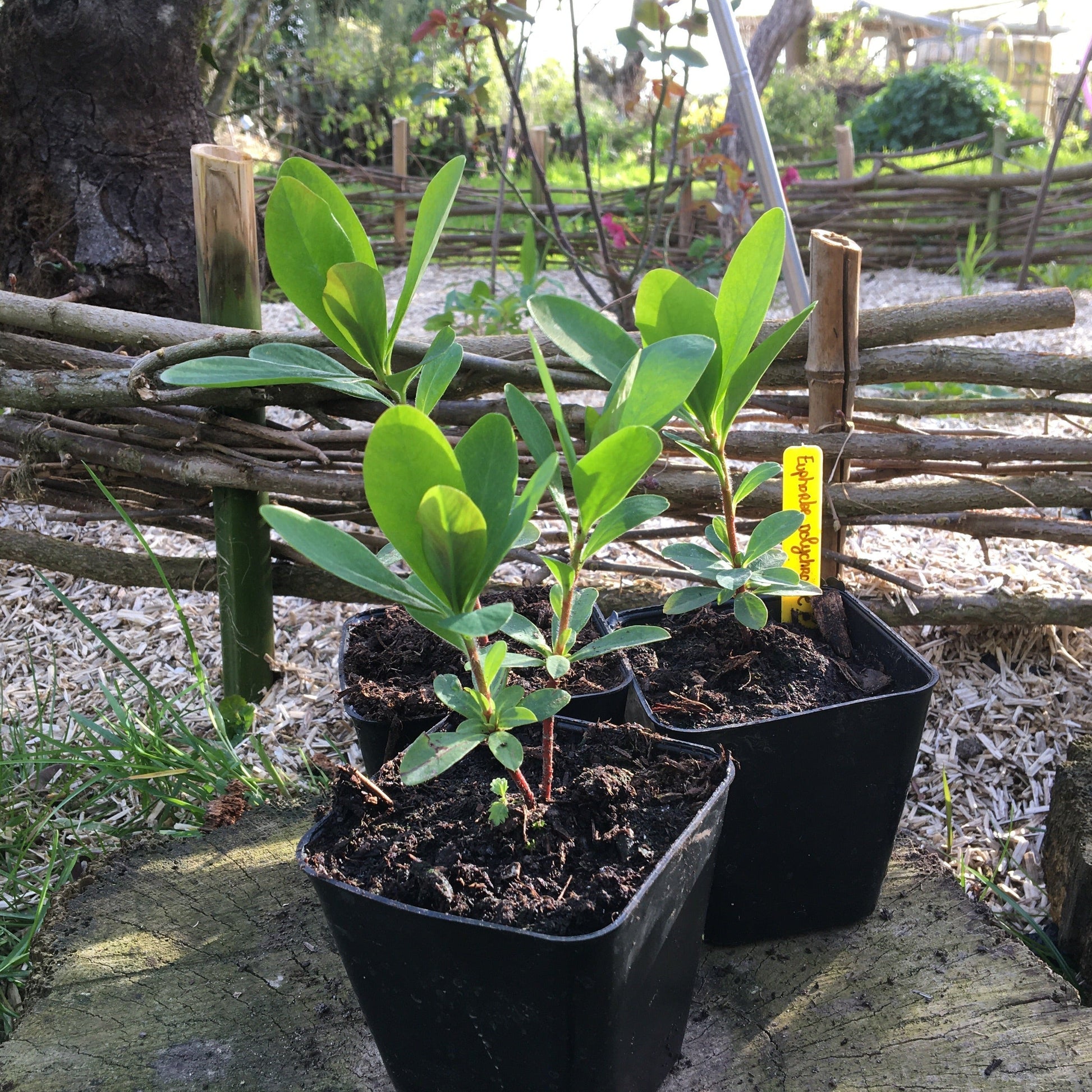 EUPHORBE FAUX-AMANDIER Le Jardin Mellifere