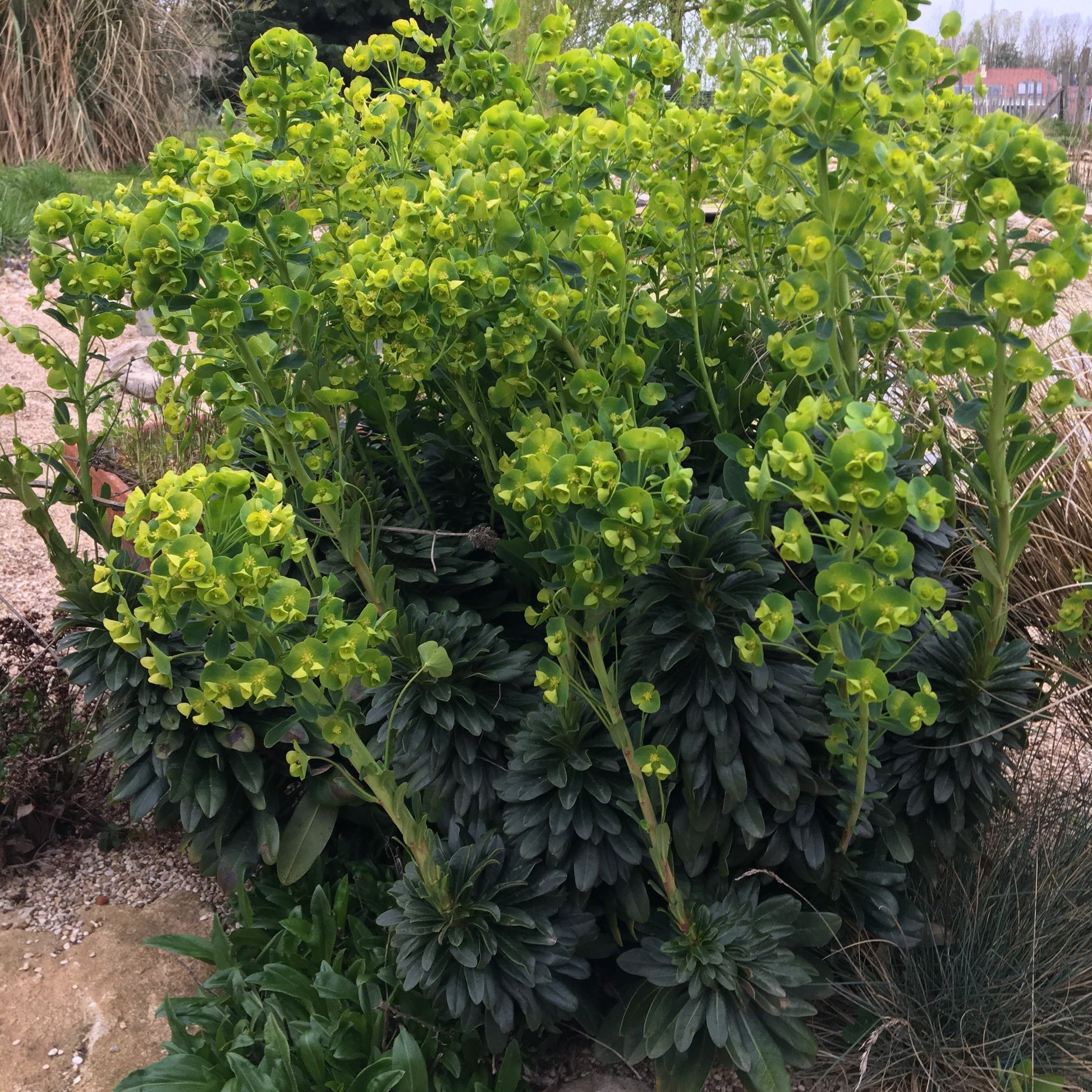 EUPHORBE FAUX-AMANDIER Le Jardin Mellifere