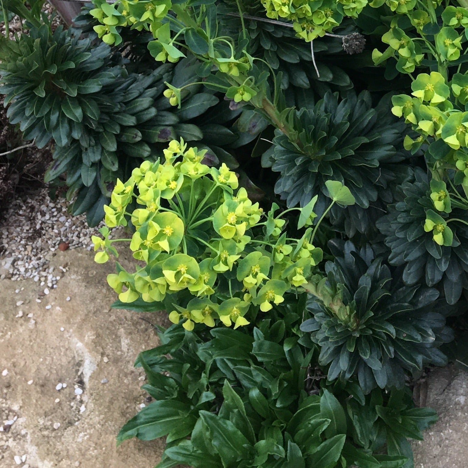 EUPHORBE FAUX-AMANDIER Le Jardin Mellifere