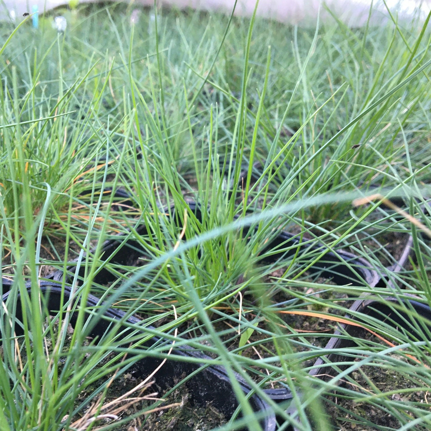 FESTUCA GLAUCA Le Jardin Mellifere