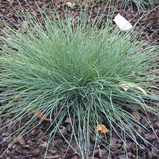 FESTUCA GLAUCA Le Jardin Mellifere