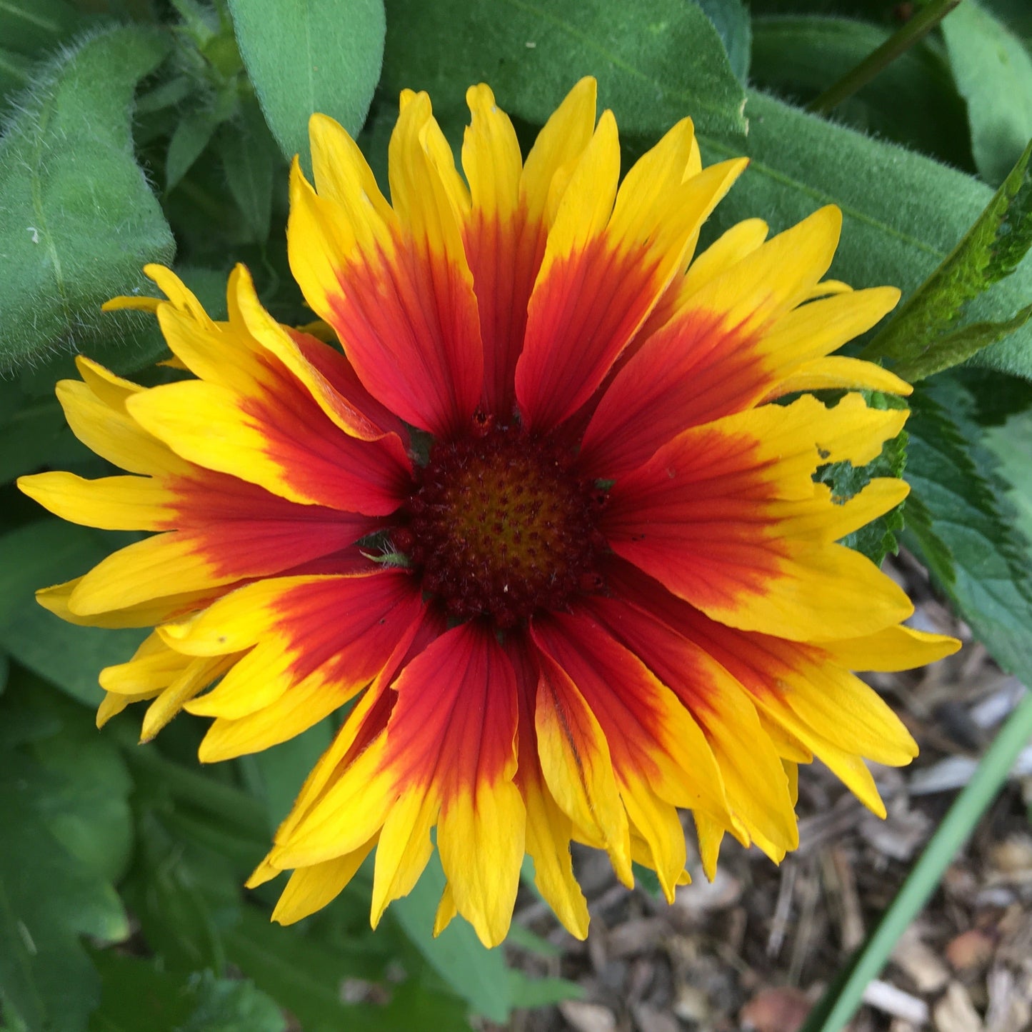GAILLARDE Le Jardin Mellifere