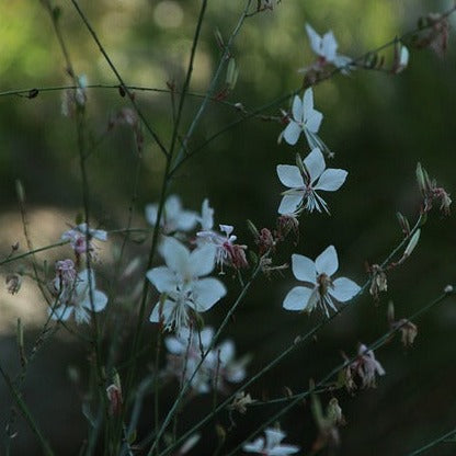 GAURA LINDHEIMERI BLANC Le Jardin Mellifere