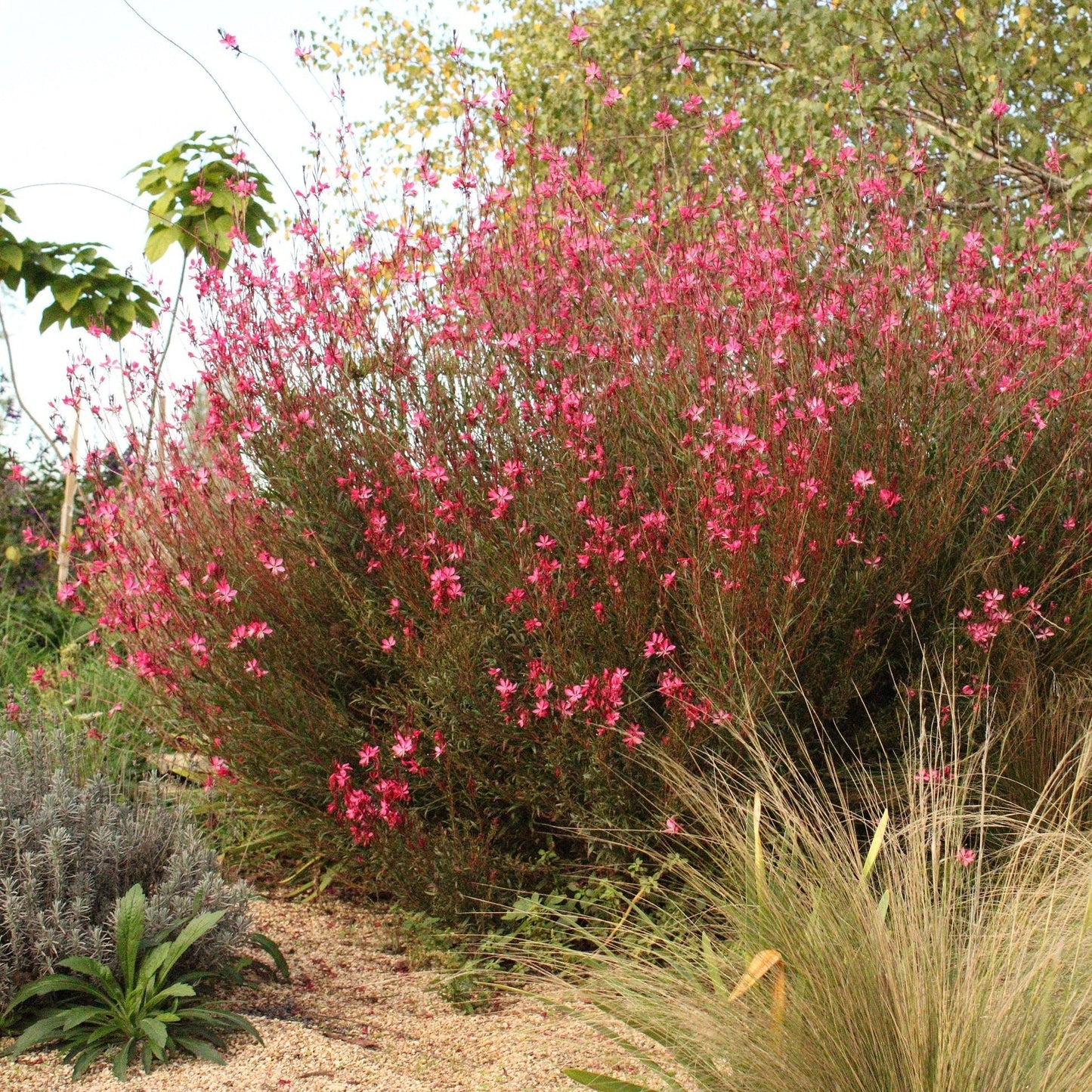 GAURA LINDHEIMERI ROSE FONCEE Le Jardin Mellifere