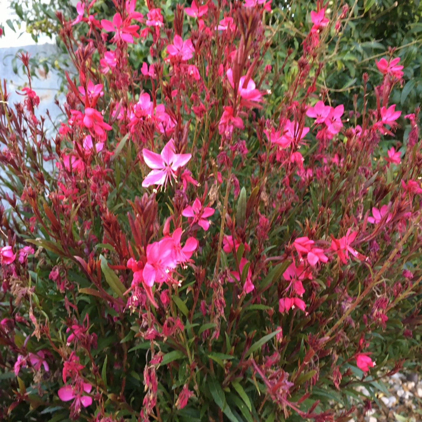 GAURA LINDHEIMERI ROSE FONCEE Le Jardin Mellifere