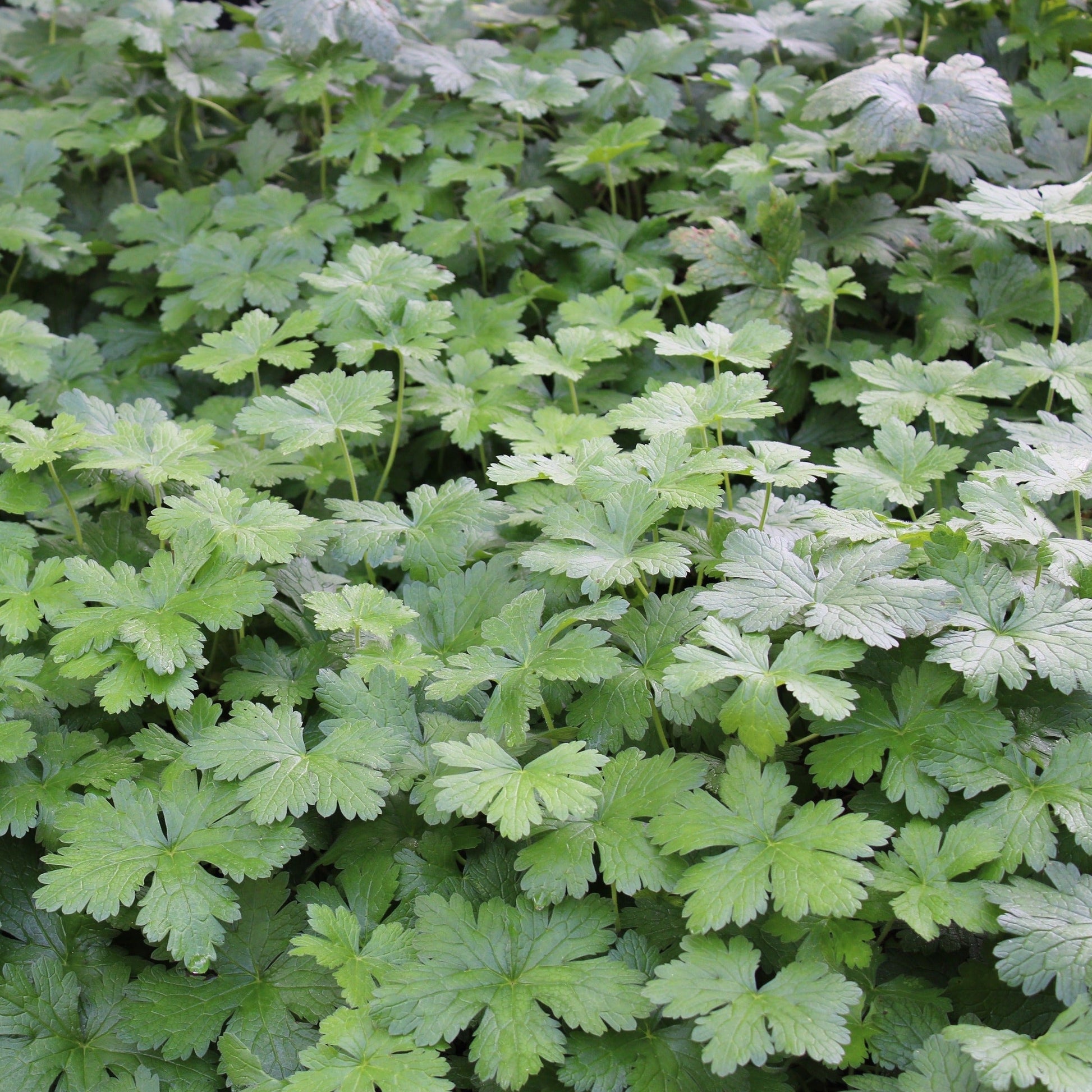 GERANIUM OXONIANUM "Claridge Druce" Le Jardin Mellifere