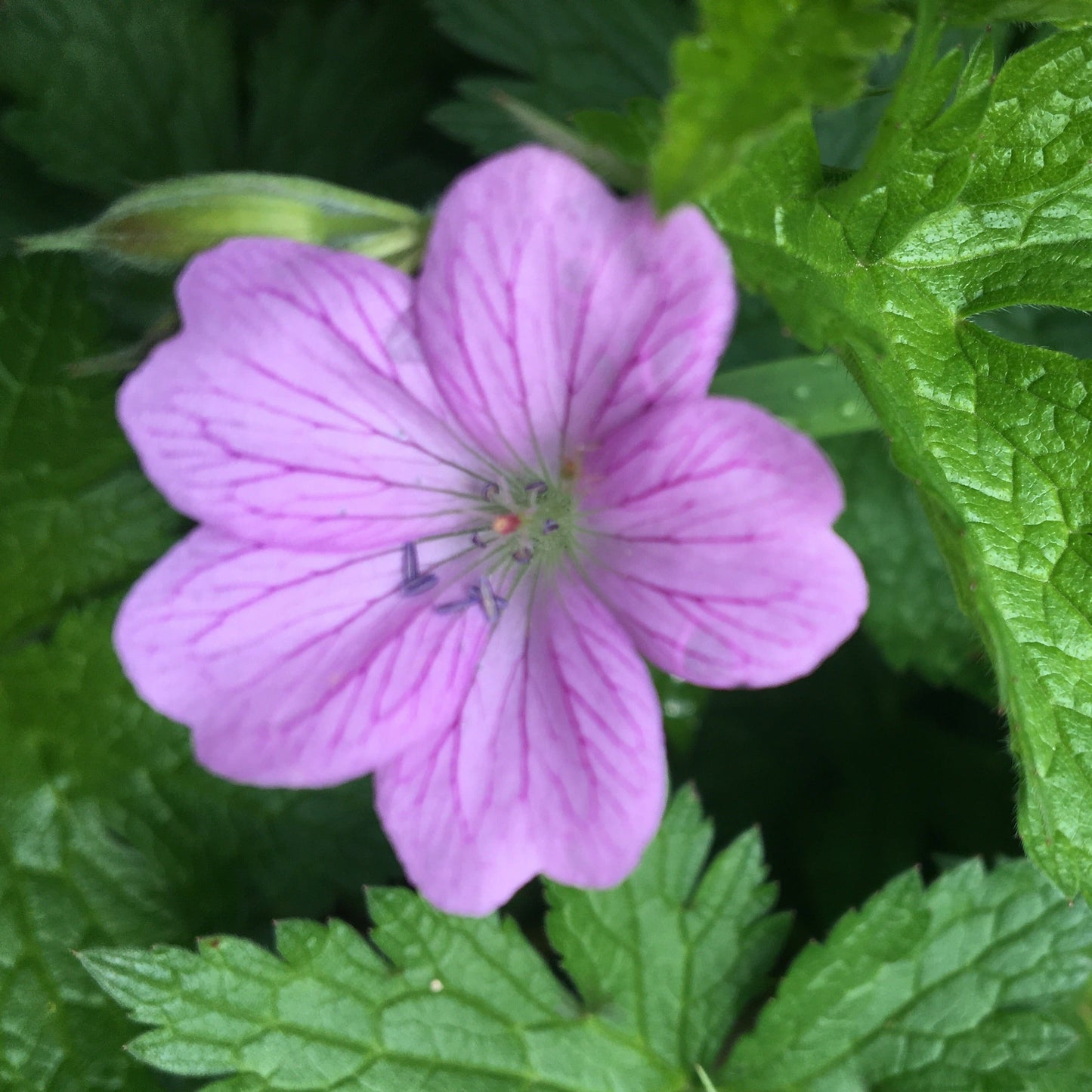 GERANIUM OXONIANUM "Claridge Druce" Le Jardin Mellifere
