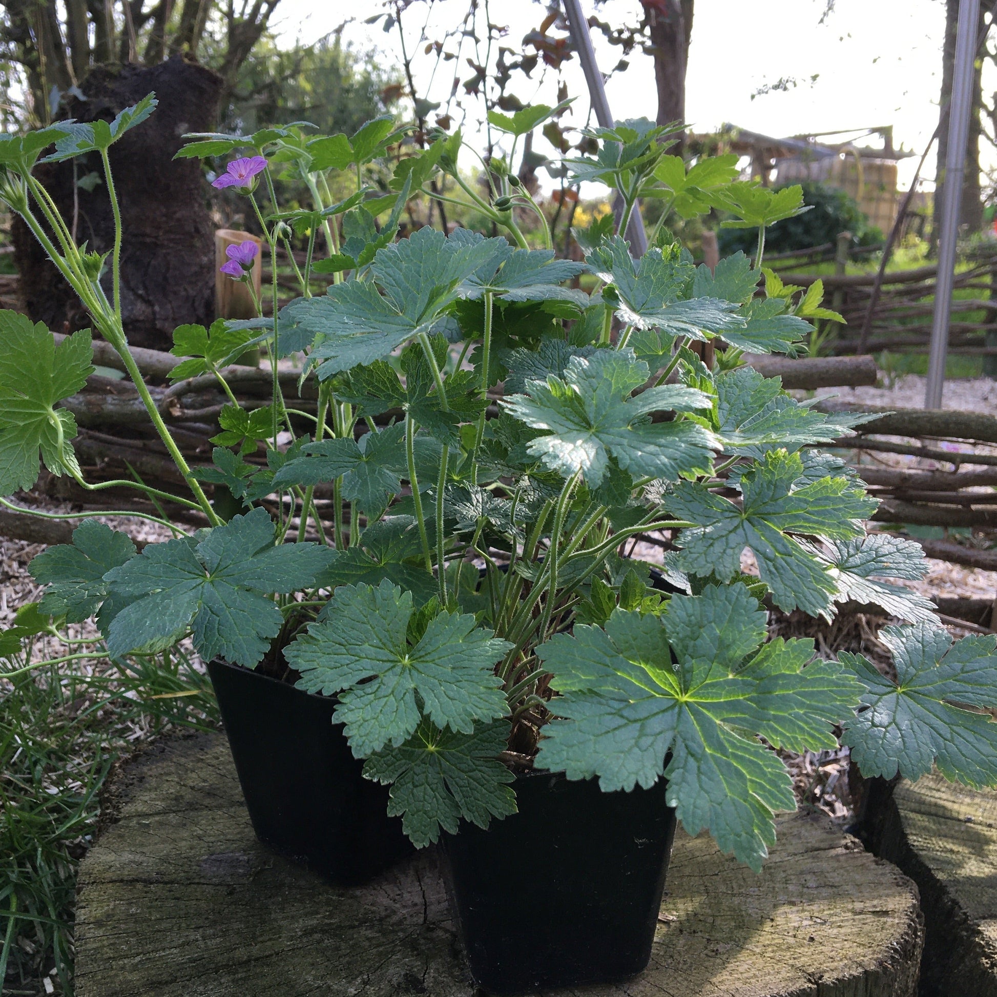 GERANIUM OXONIANUM "Claridge Druce" Le Jardin Mellifere