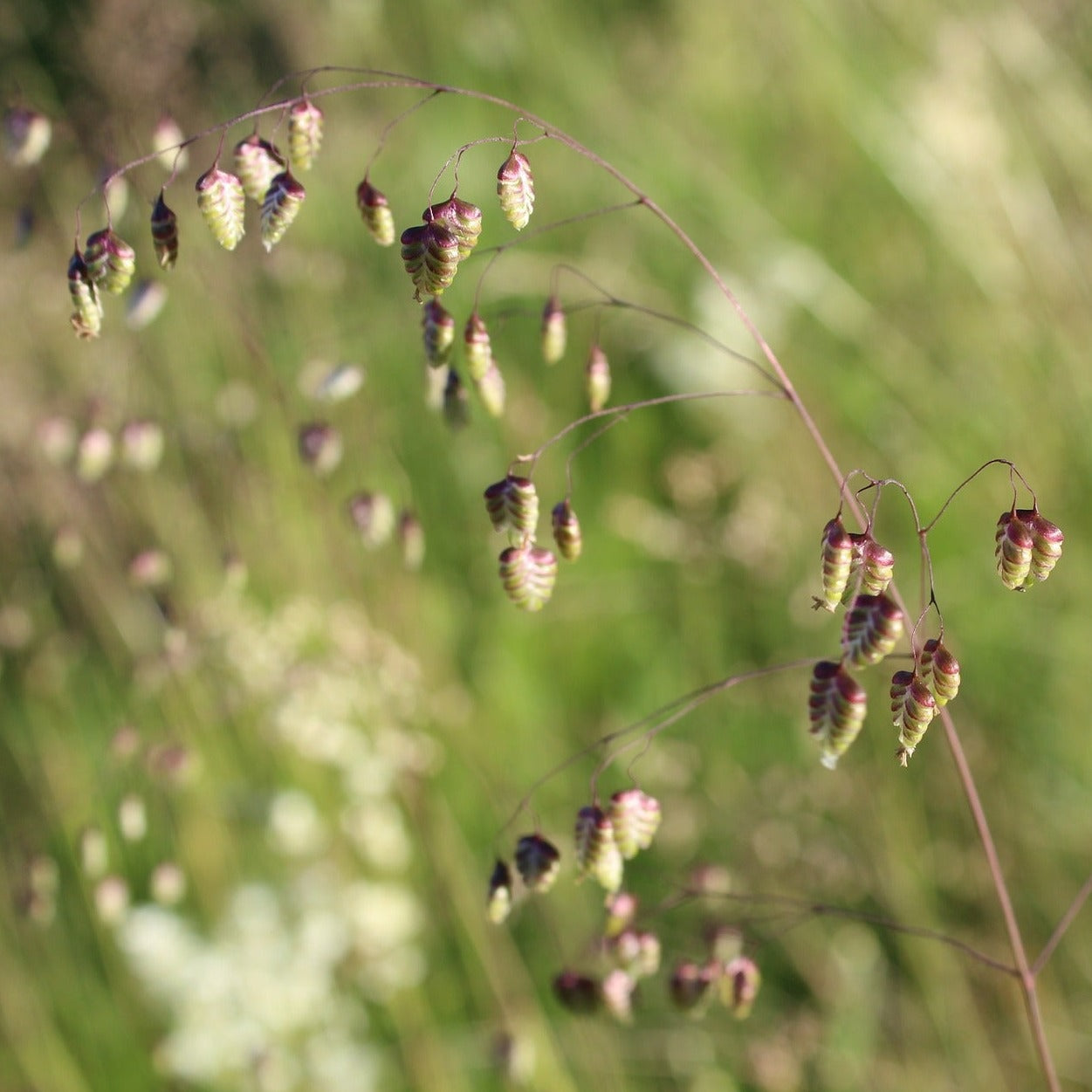 GRAMINEES BRIZA Le Jardin Mellifere