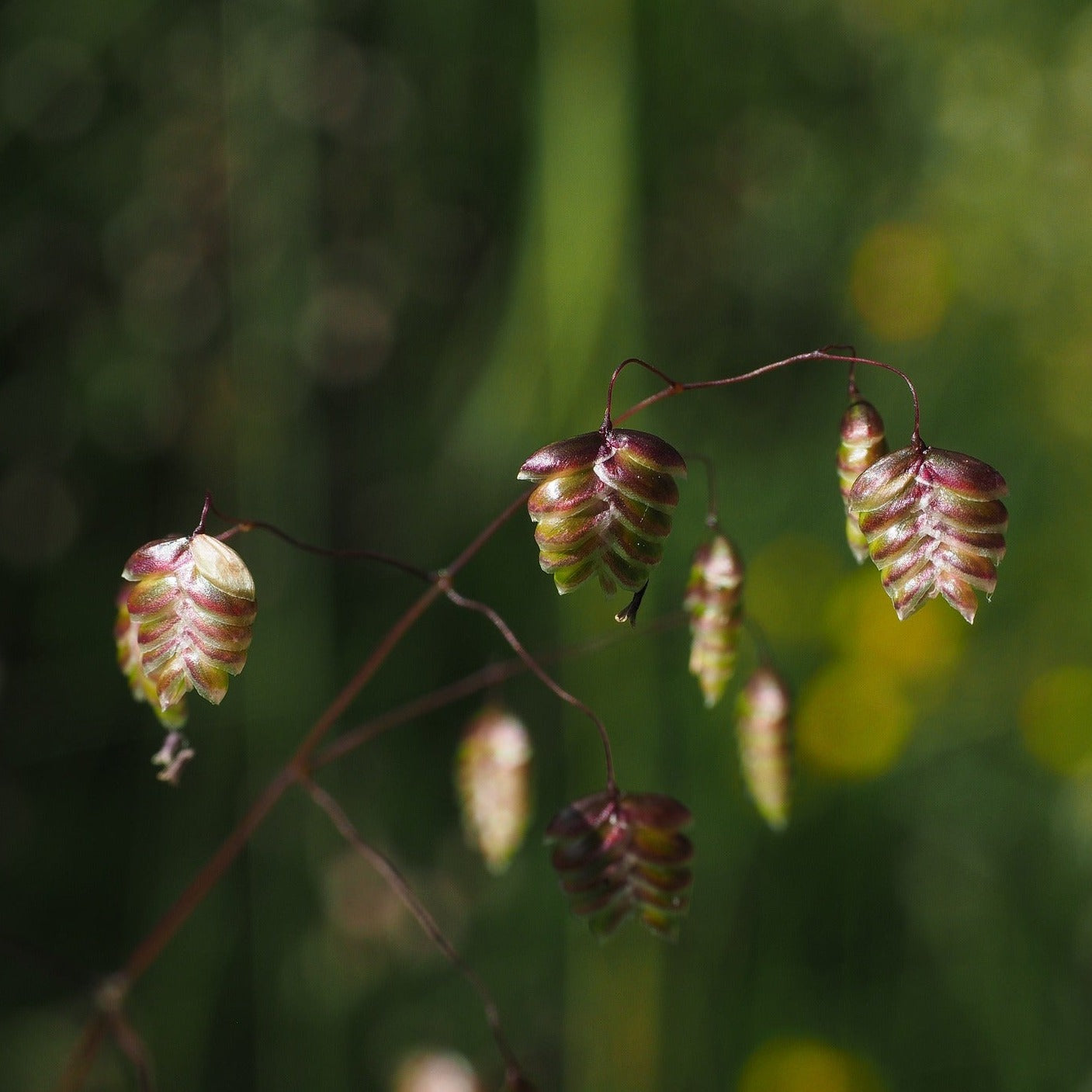 GRAMINEES BRIZA Le Jardin Mellifere
