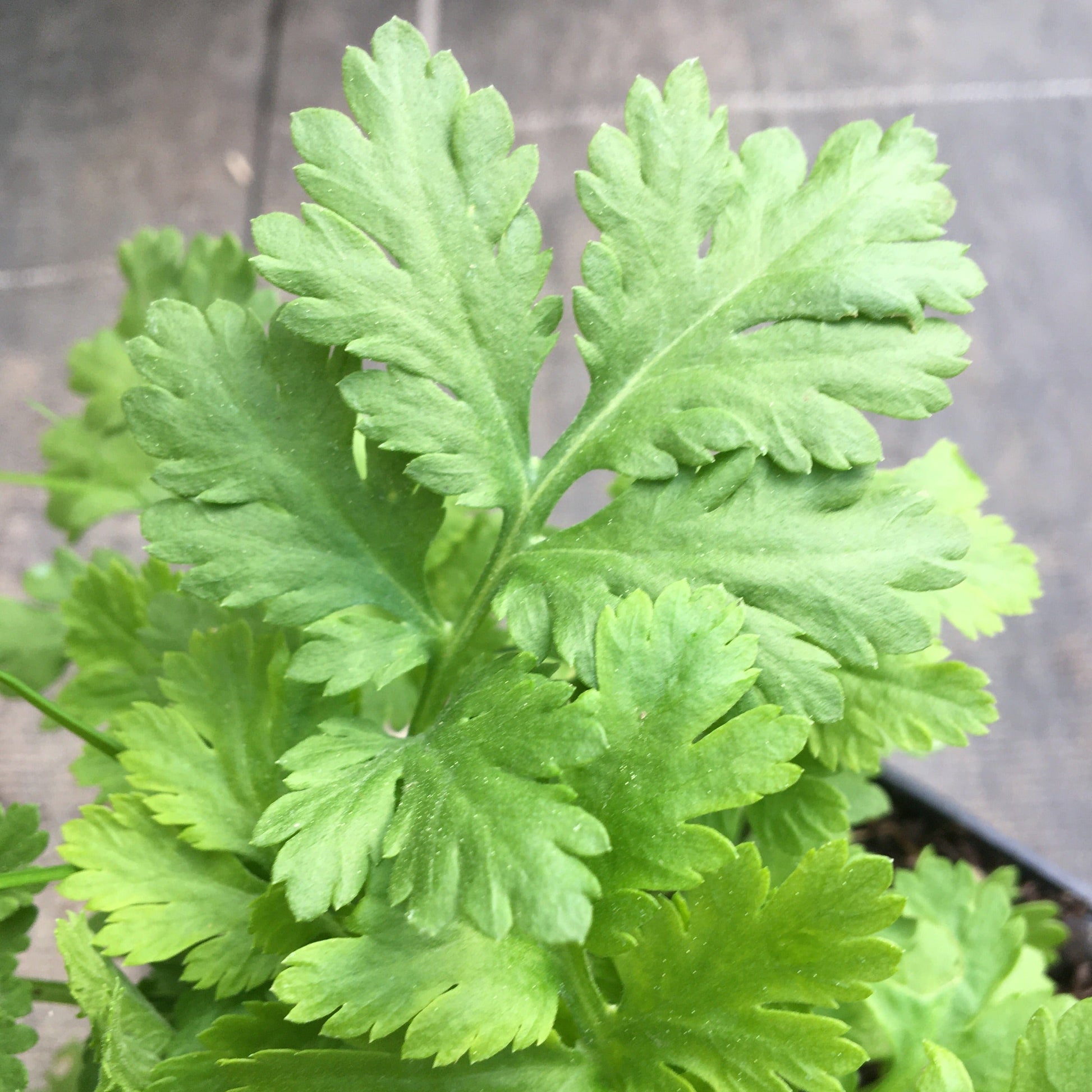 GRANDE CAMOMILLE  WHITE STAR Le Jardin Mellifere