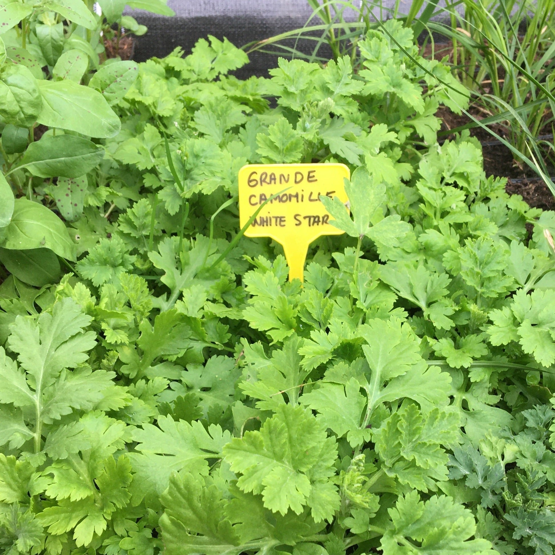 GRANDE CAMOMILLE  WHITE STAR Le Jardin Mellifere