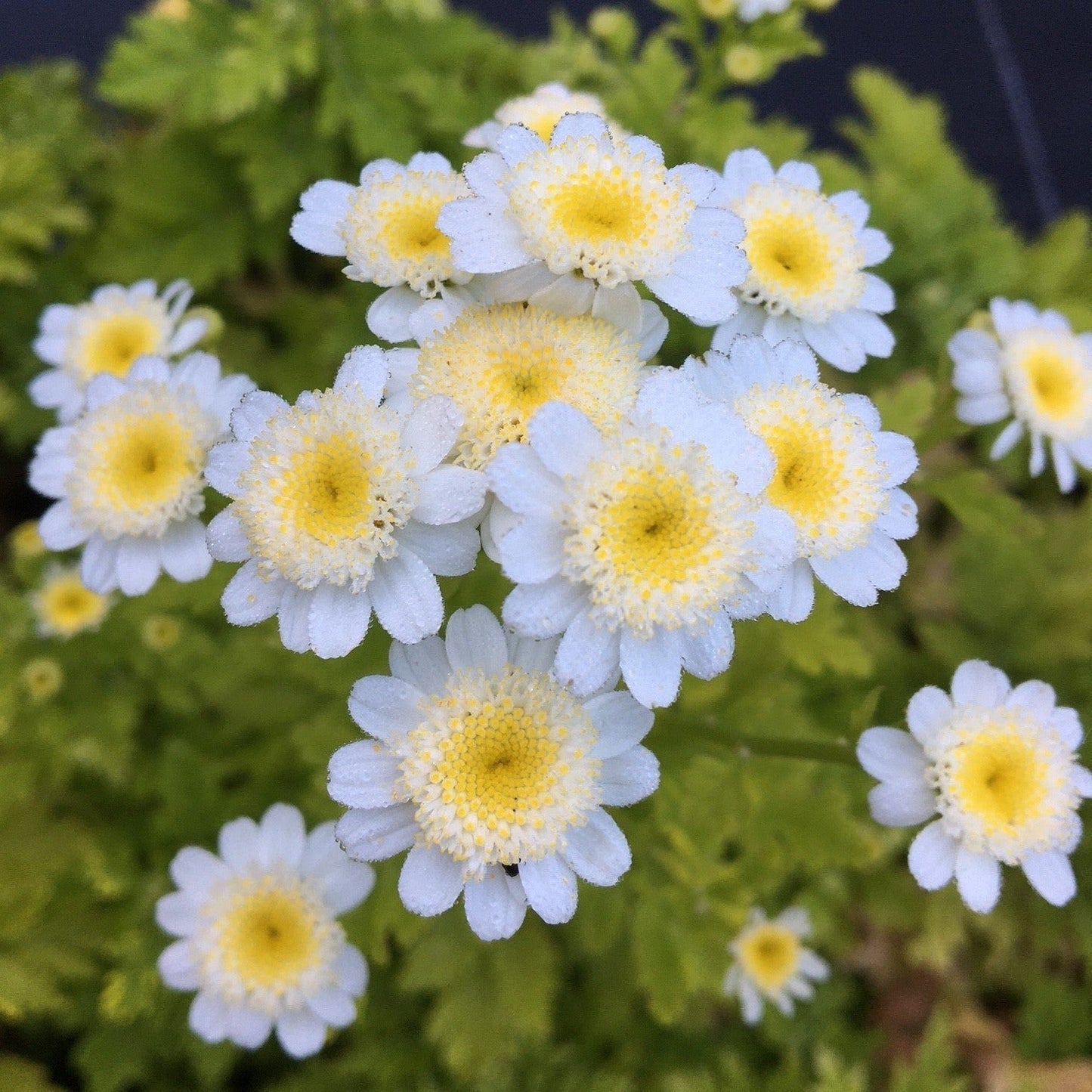 GRANDE CAMOMILLE  WHITE STAR Le Jardin Mellifere