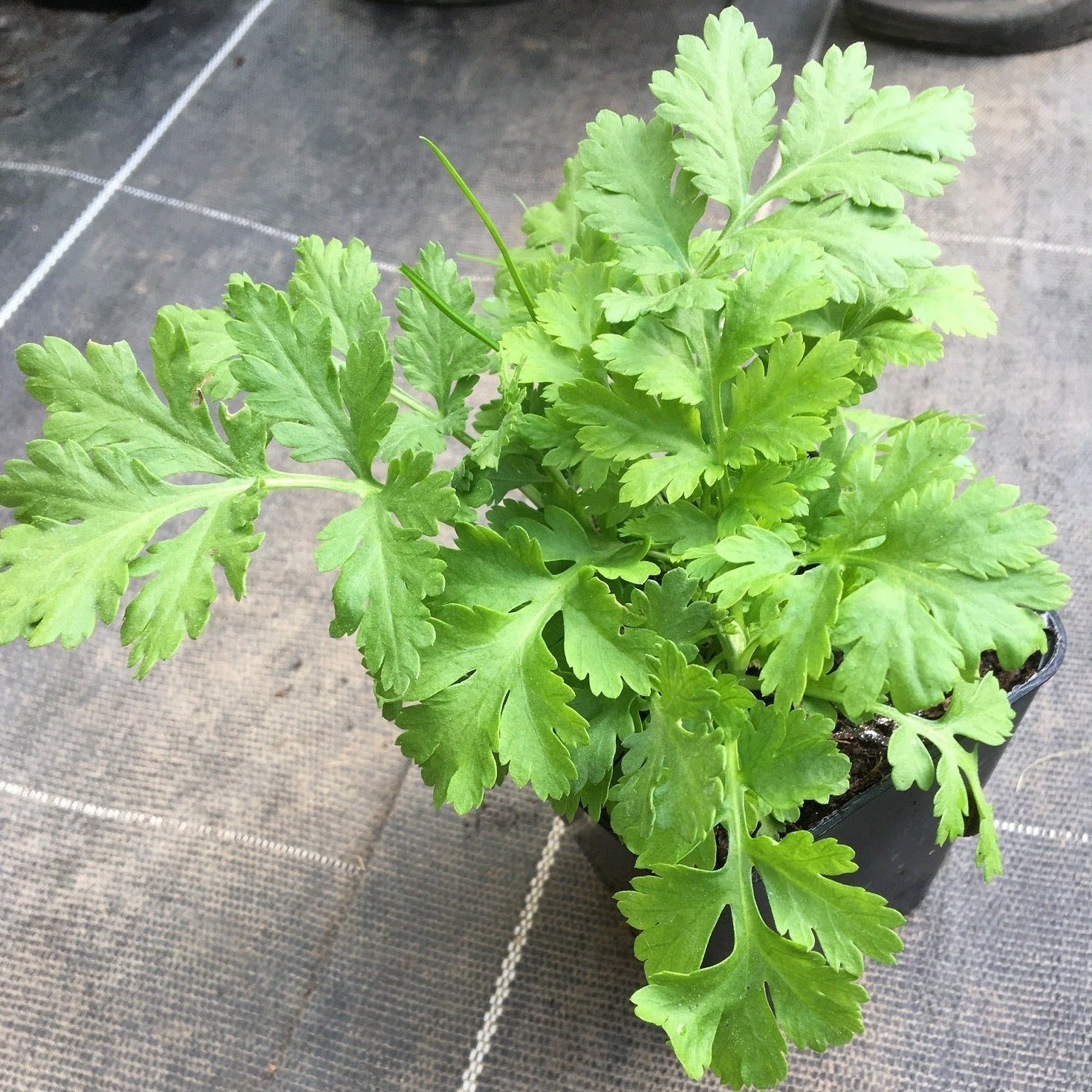 GRANDE CAMOMILLE  WHITE STAR Le Jardin Mellifere