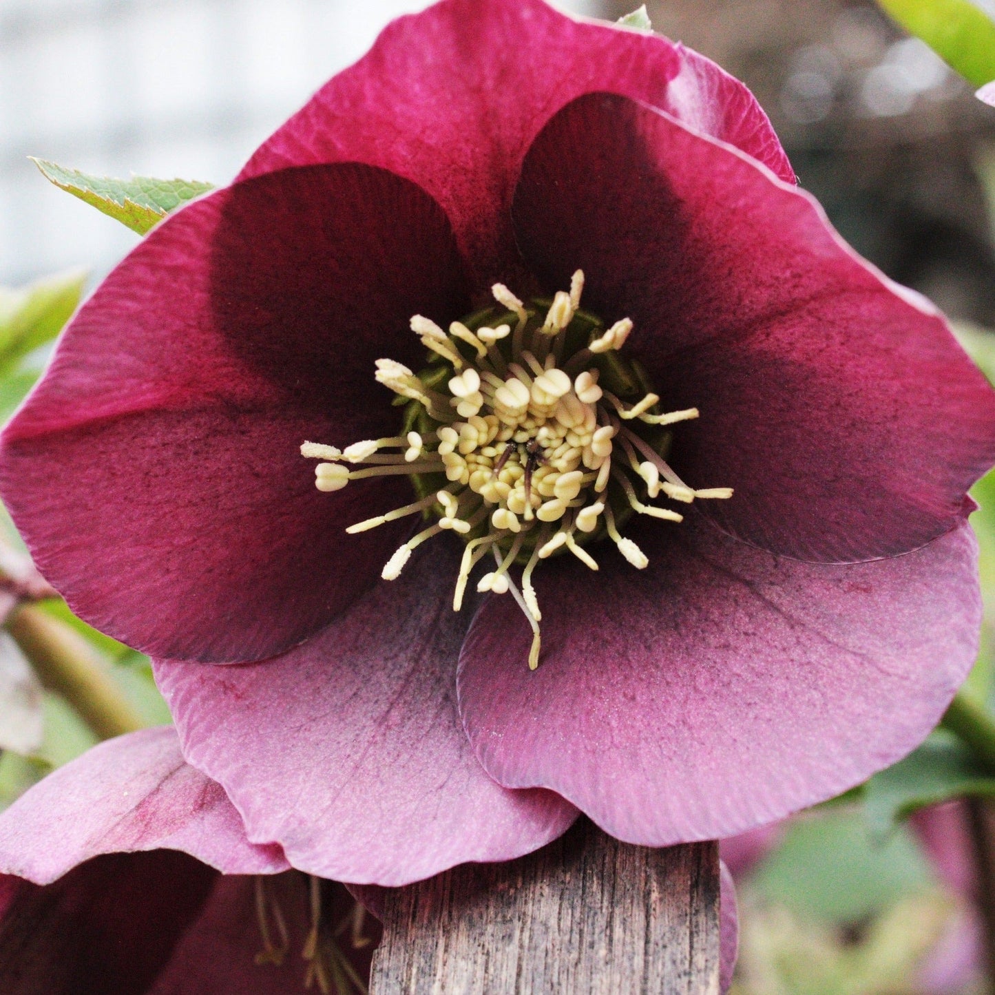 HELLEBORE ORIENTALE Le Jardin Mellifere