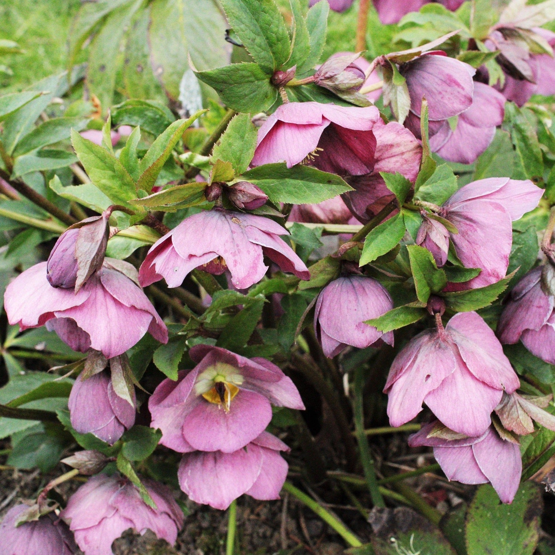 HELLEBORE ORIENTALE Le Jardin Mellifere