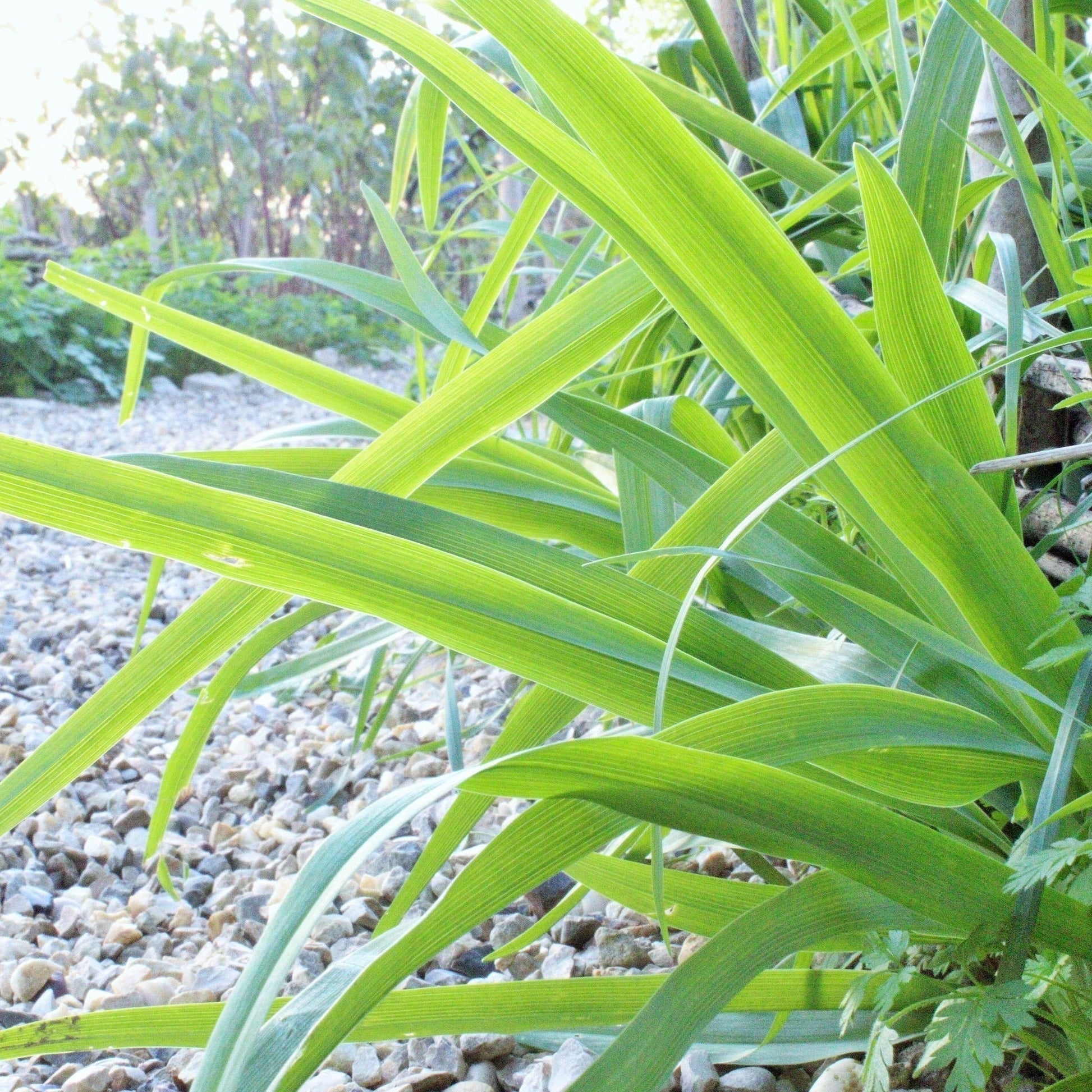 HEMEROCALLE  LYS D’UN JOUR Le Jardin Mellifere