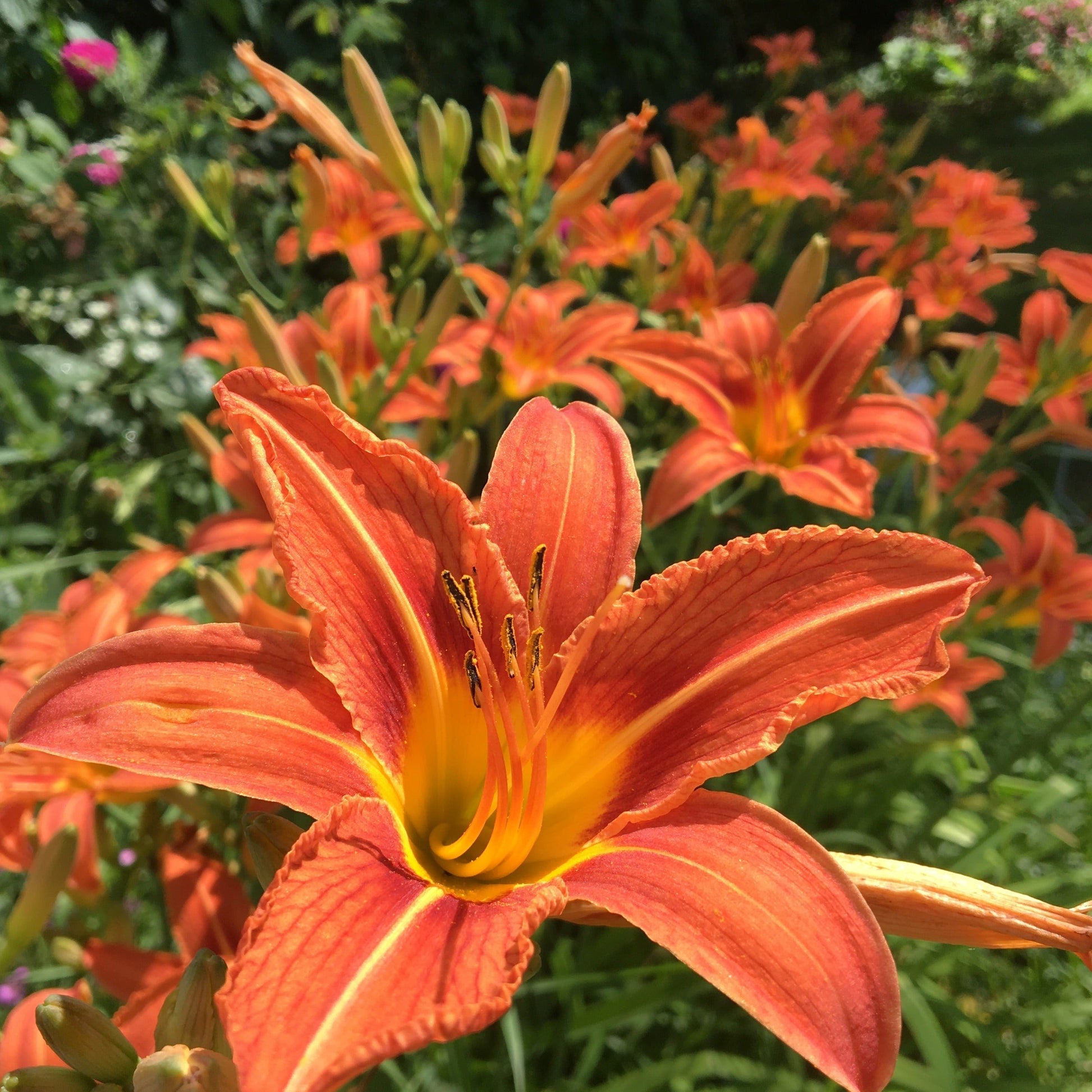 HEMEROCALLE  LYS D’UN JOUR Le Jardin Mellifere
