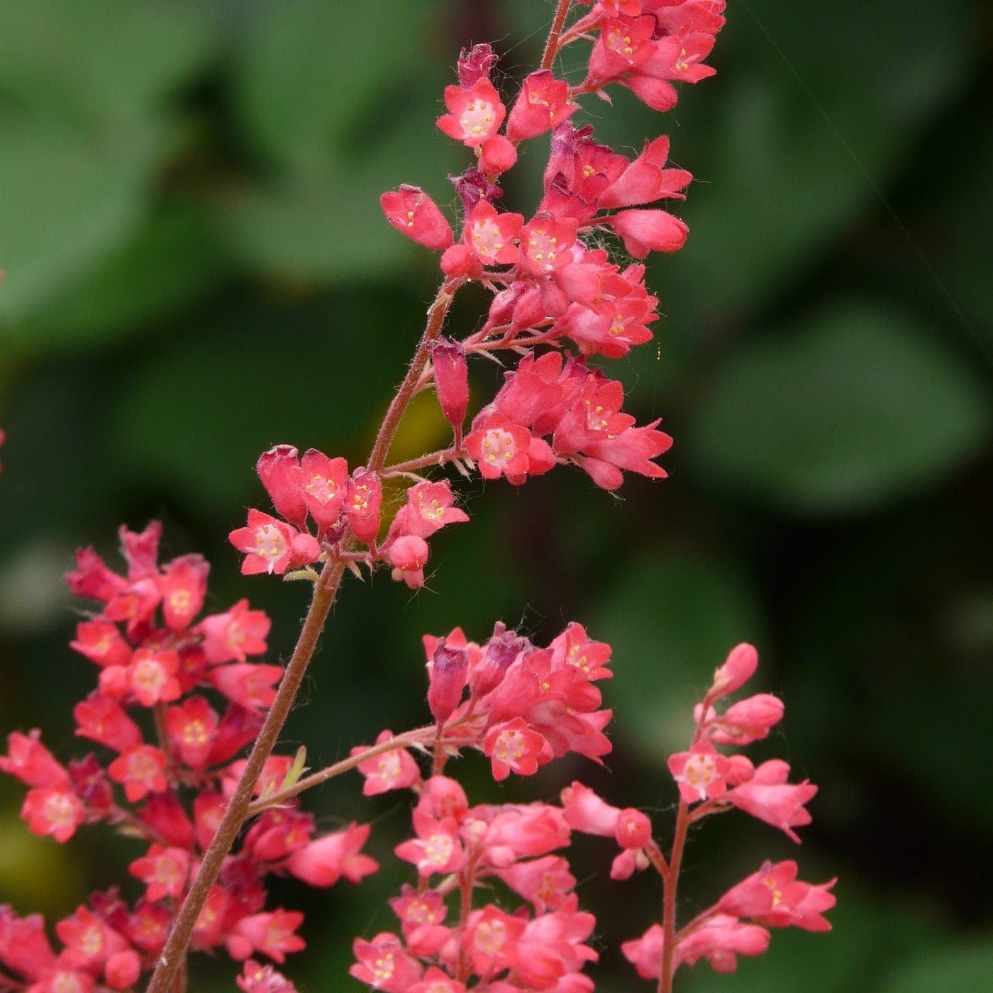 HEUCHERE  BIOZOÏDE « Pluie de feu » Le Jardin Mellifere