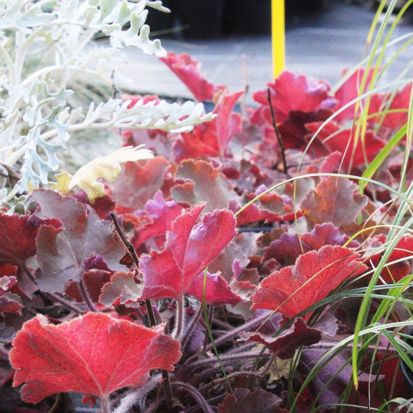 HEUCHERE CARAMEL Le Jardin Mellifere