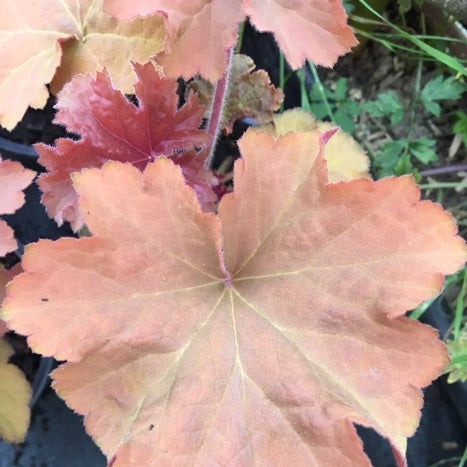 HEUCHERE CARAMEL Le Jardin Mellifere