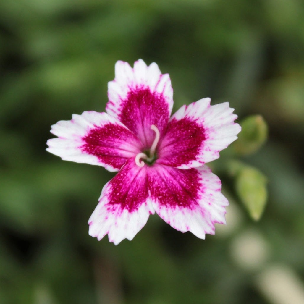 ŒILLET DELTA ARTIC FIRE Le Jardin Mellifere