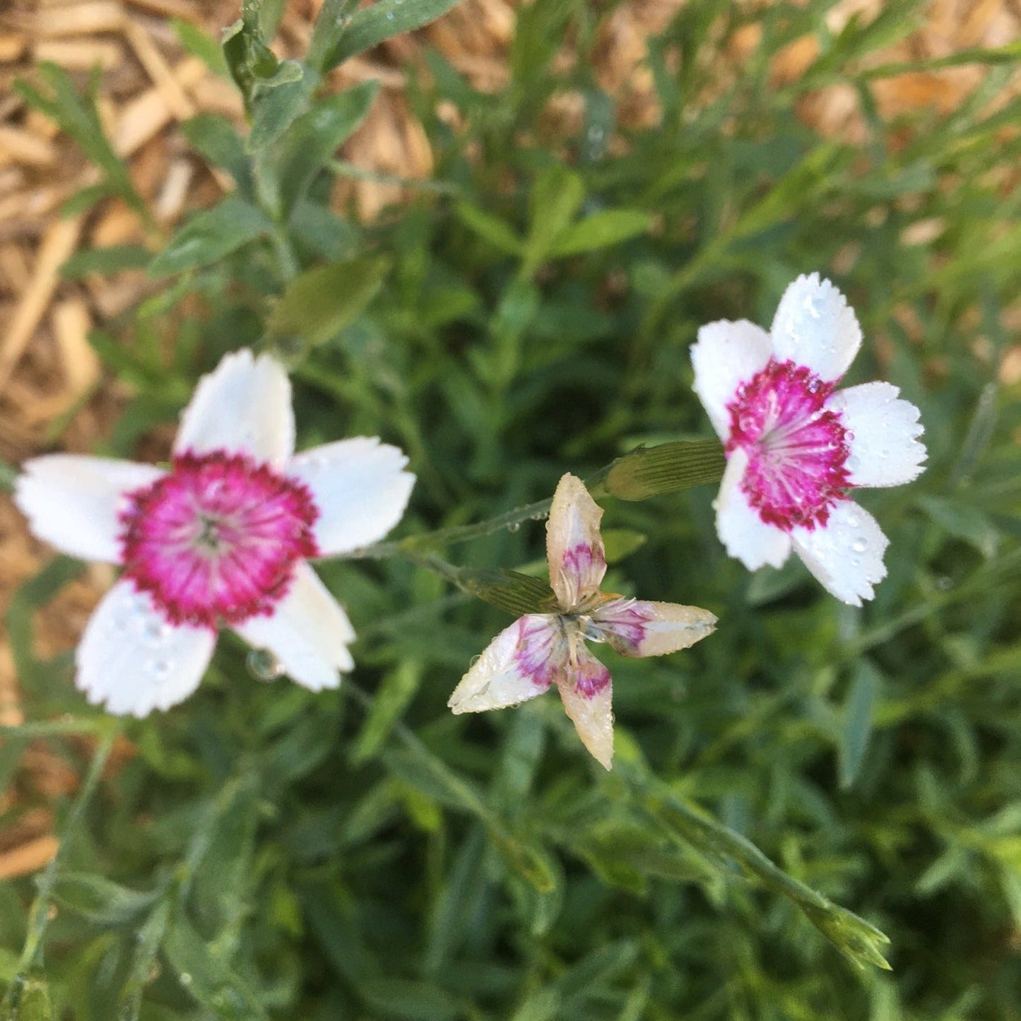 ŒILLET DELTA ARTIC FIRE Le Jardin Mellifere