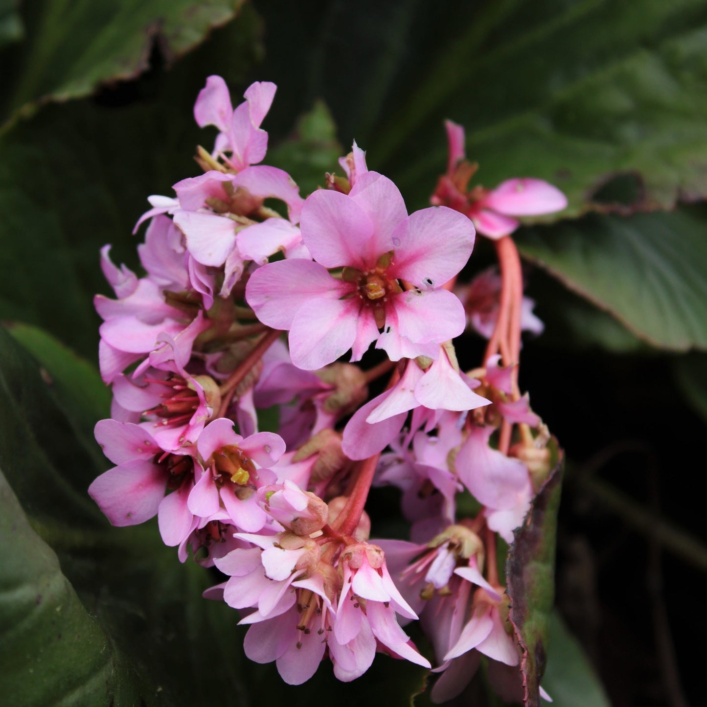 BERGENIA CORDIFOLIA