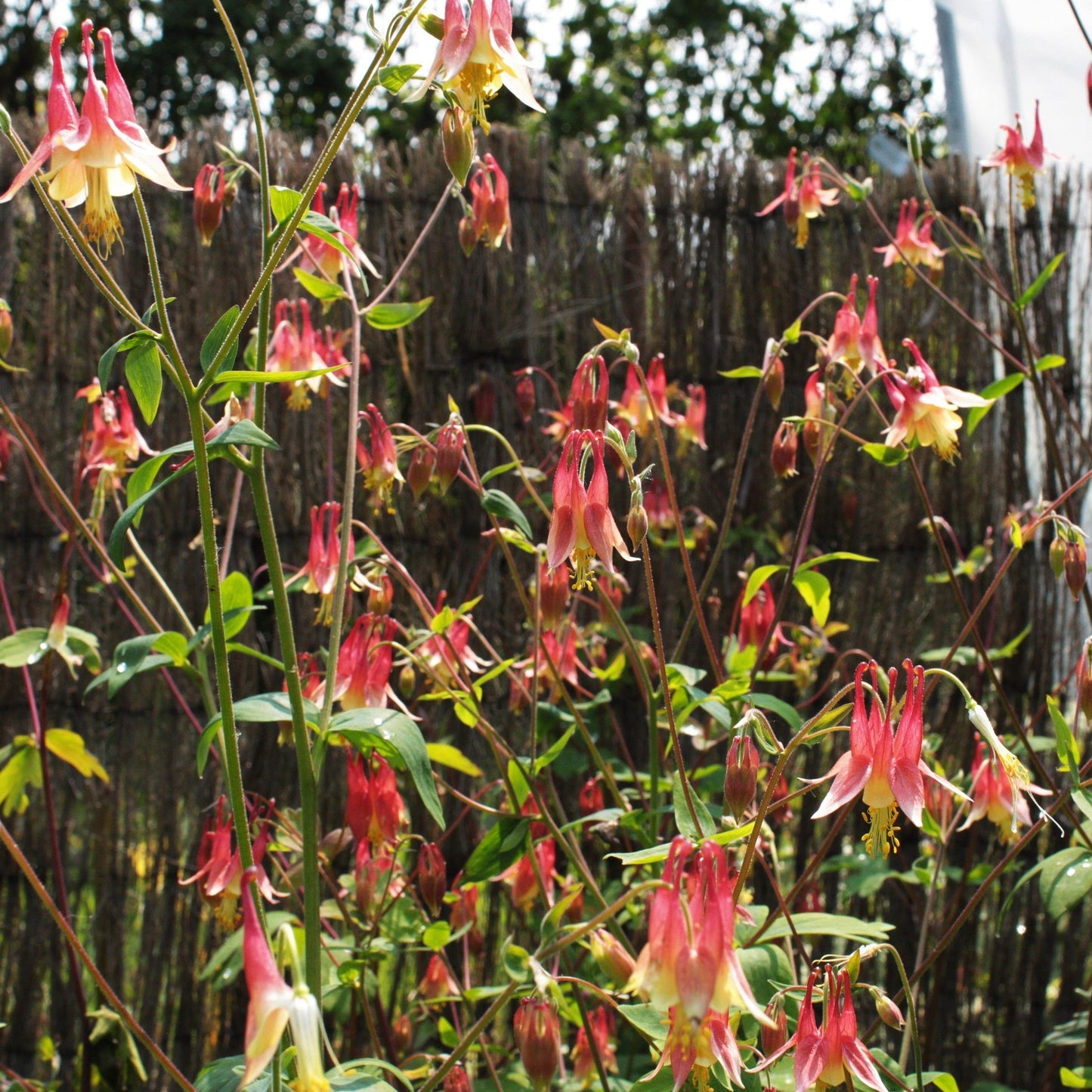 AQUILEGIA CANADENSIS