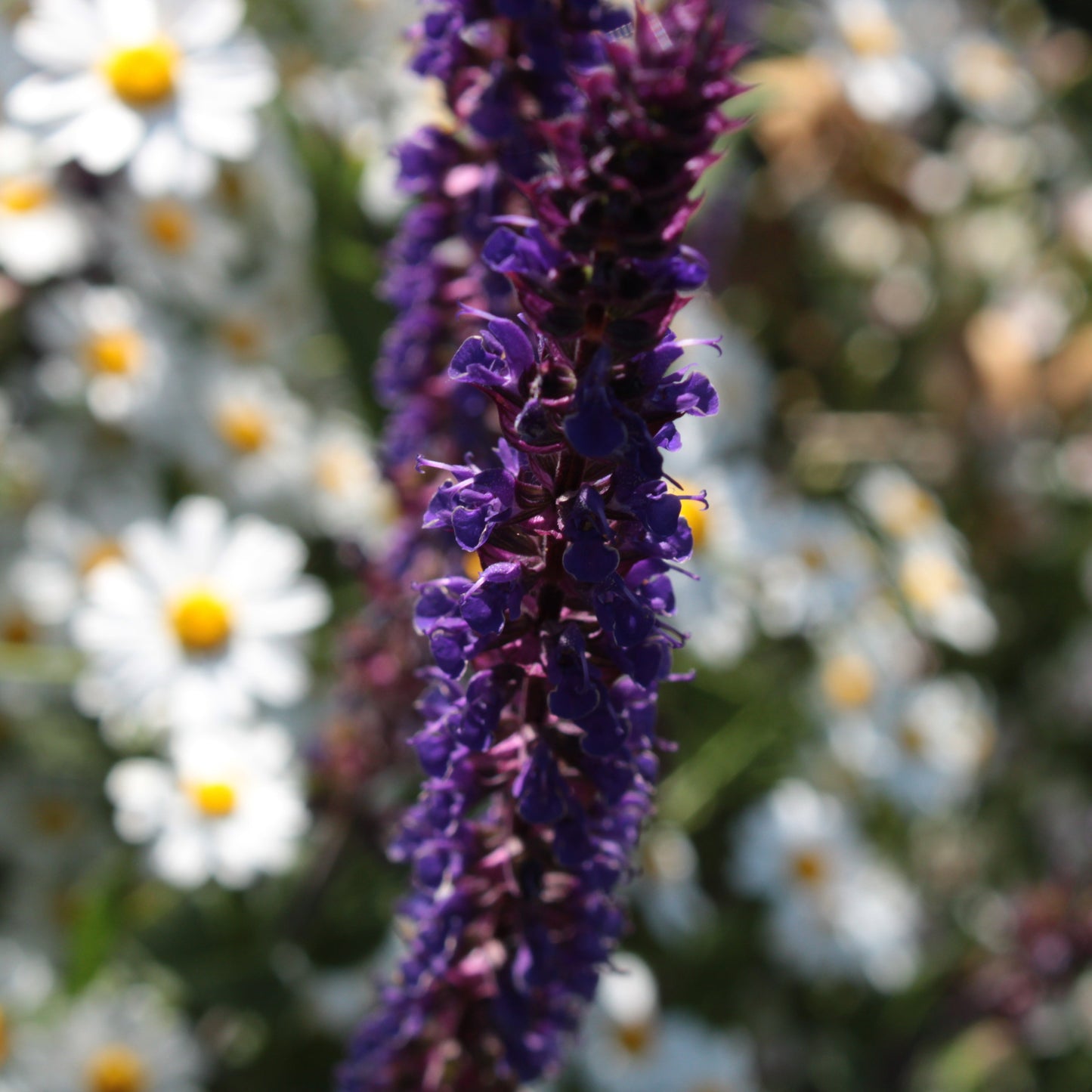 SALVIA NEMOROSA(Sauge des bois)