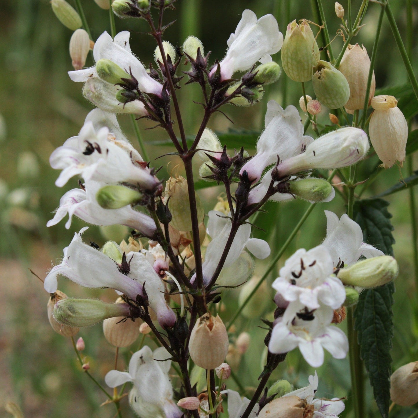 PENSTEMON DIGITALIS MYSTICA