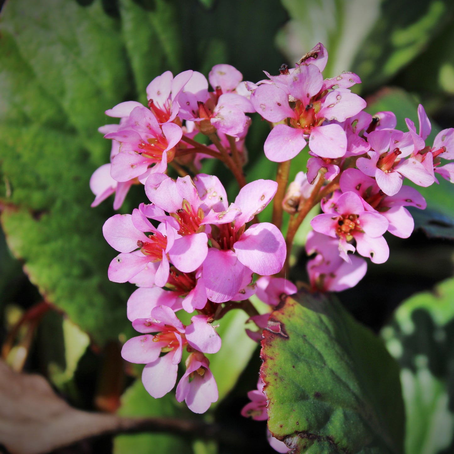 BERGENIA CORDIFOLIA (Bergenia cordifolia 'Rose')