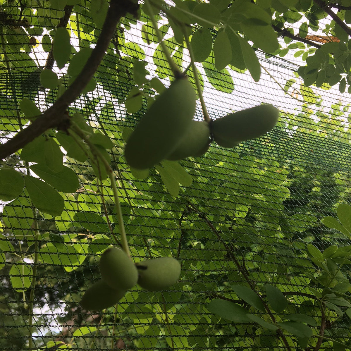 AKÉBIA "VIGNE CHOCOLAT" (Akebia quinata)